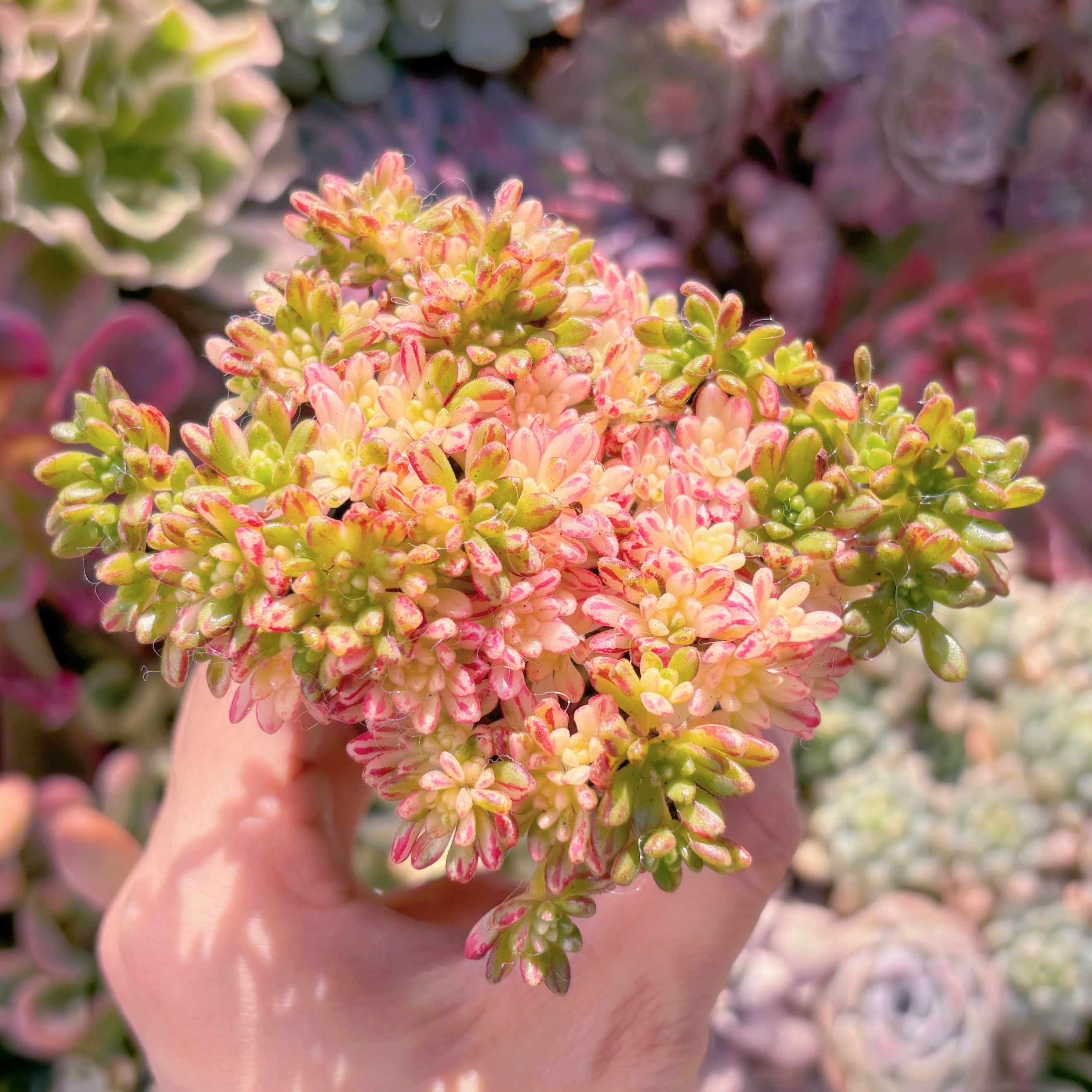 現品　小人祭り錦#005　群生　るる農園