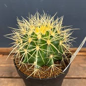 サボテン エキノカクタス 金鯱【273】