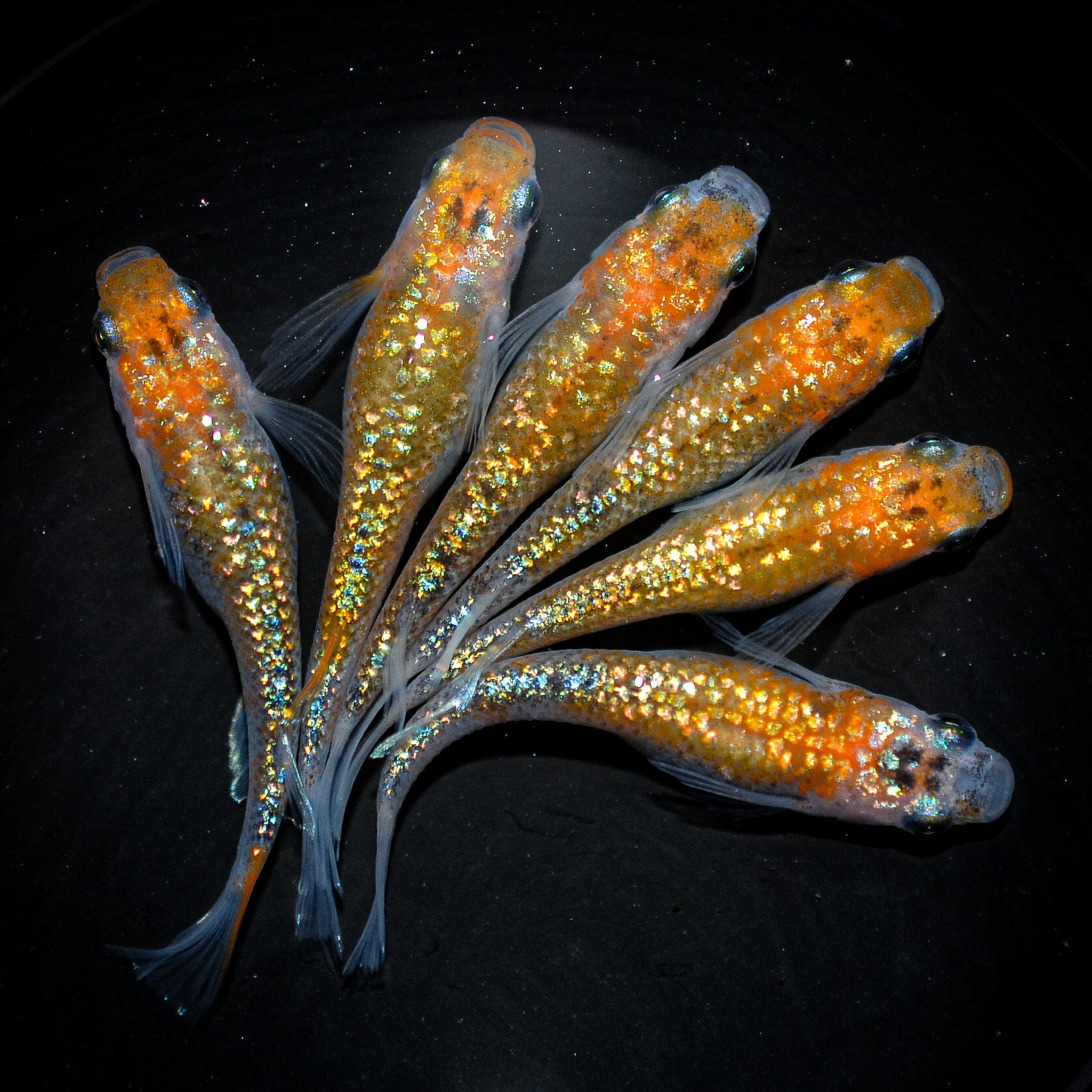 漁火(いさりび) オス1 メス1 (現物出品) ikahoff A-0811-171-A