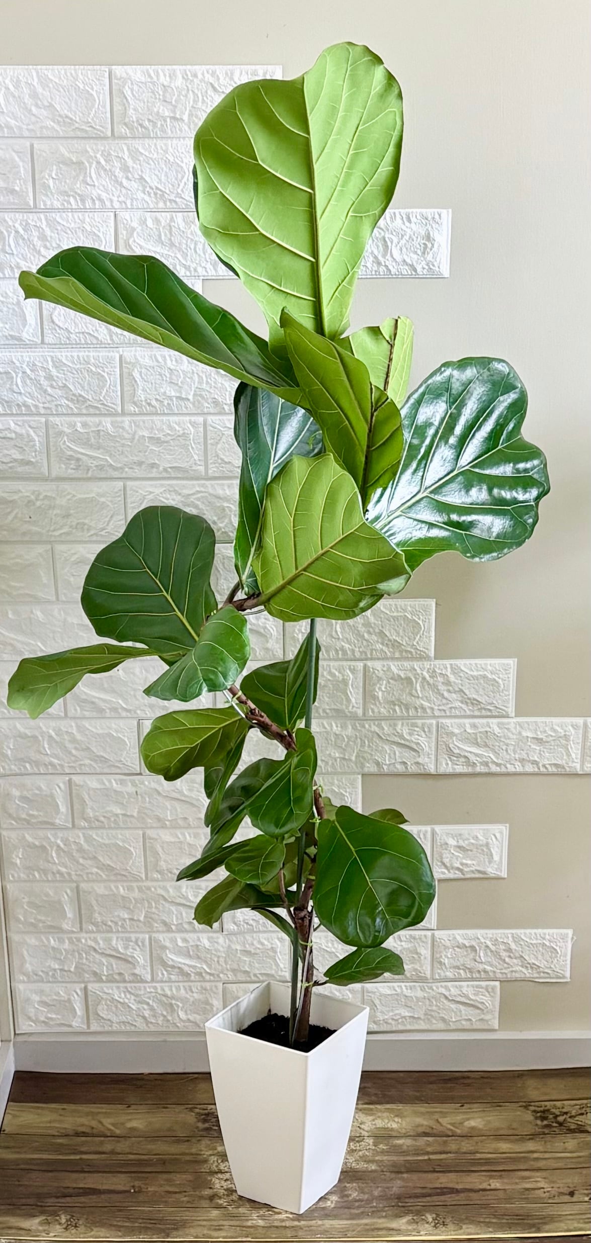 カシワバゴム⭐️曲がり⭐️大型⭐️観葉植物 | 観葉植物のお店 feerie