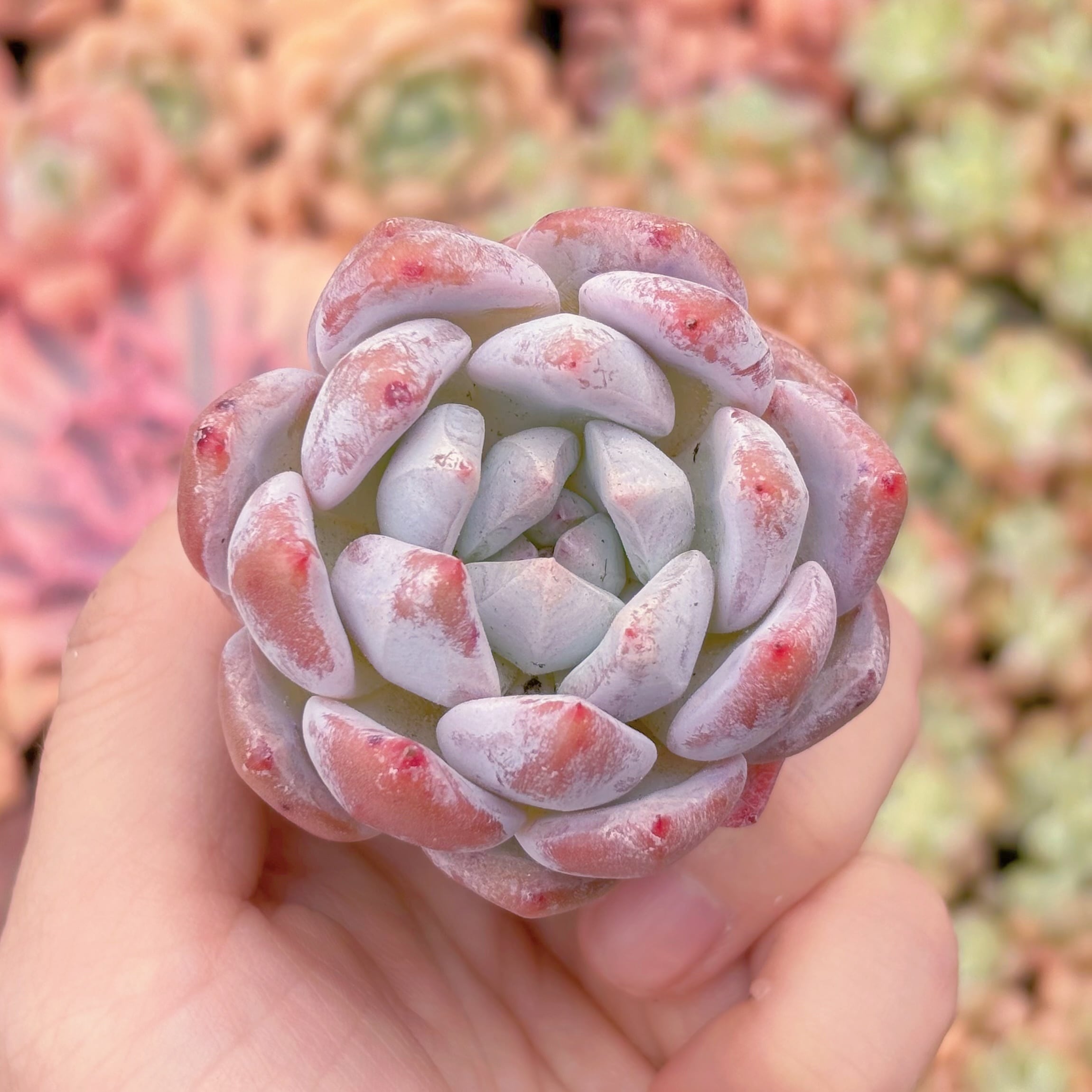 多肉植物　モンローsp　新入荷　るる農園