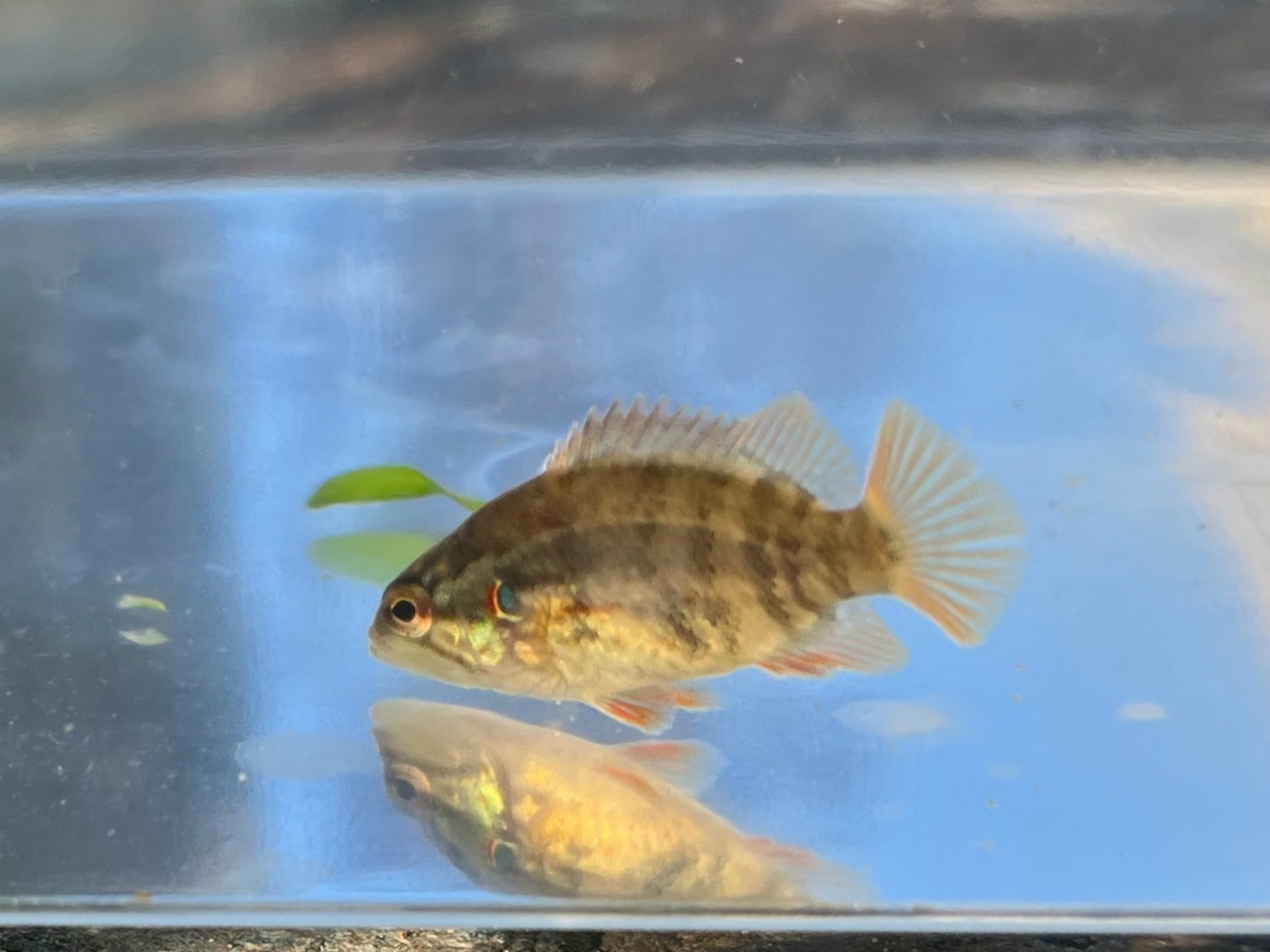 (淡水魚)大きめ オヤニラミ 5~8cm±(1匹)【生体】