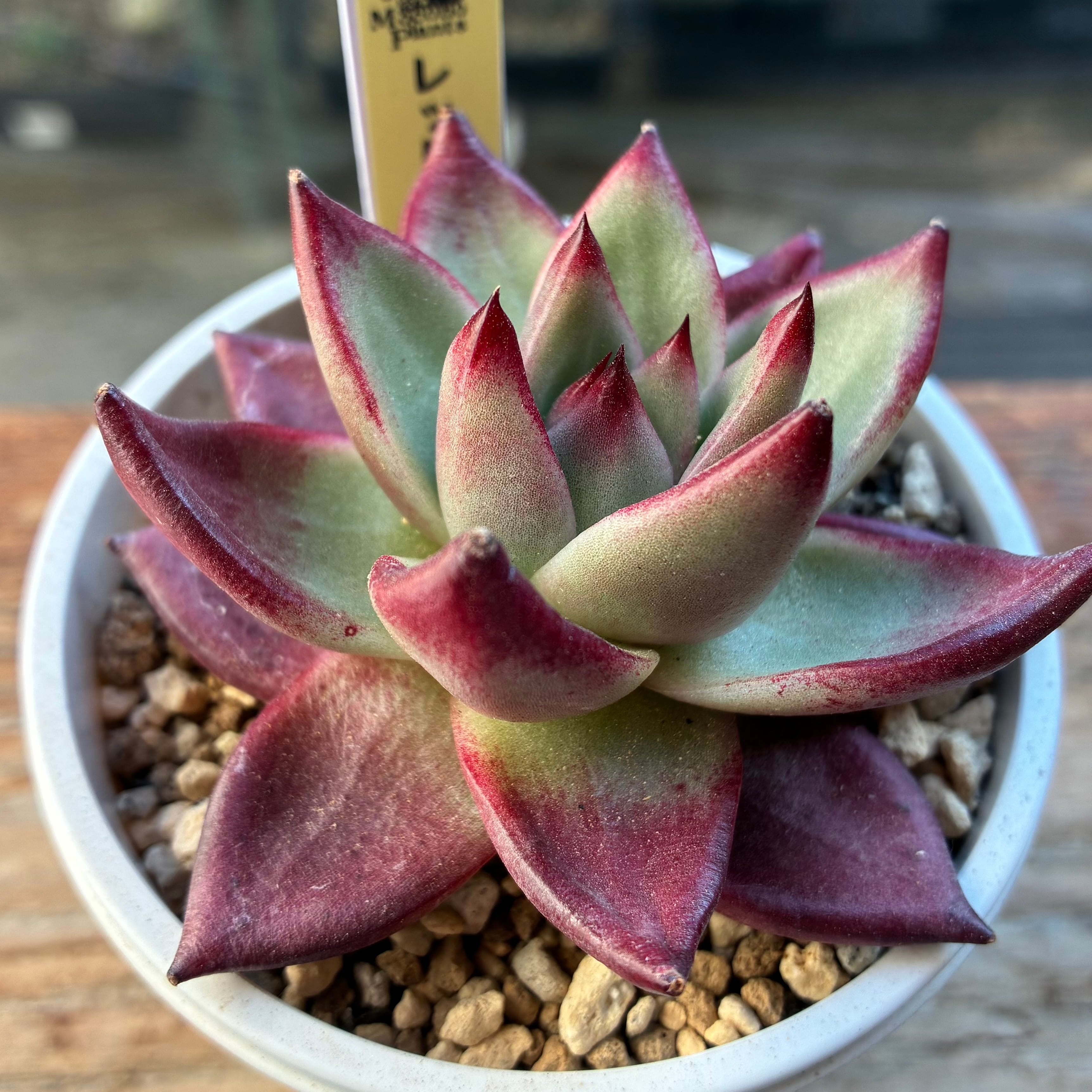 ハオルチア ジェリーフィッシュ錦① | mocono_plants