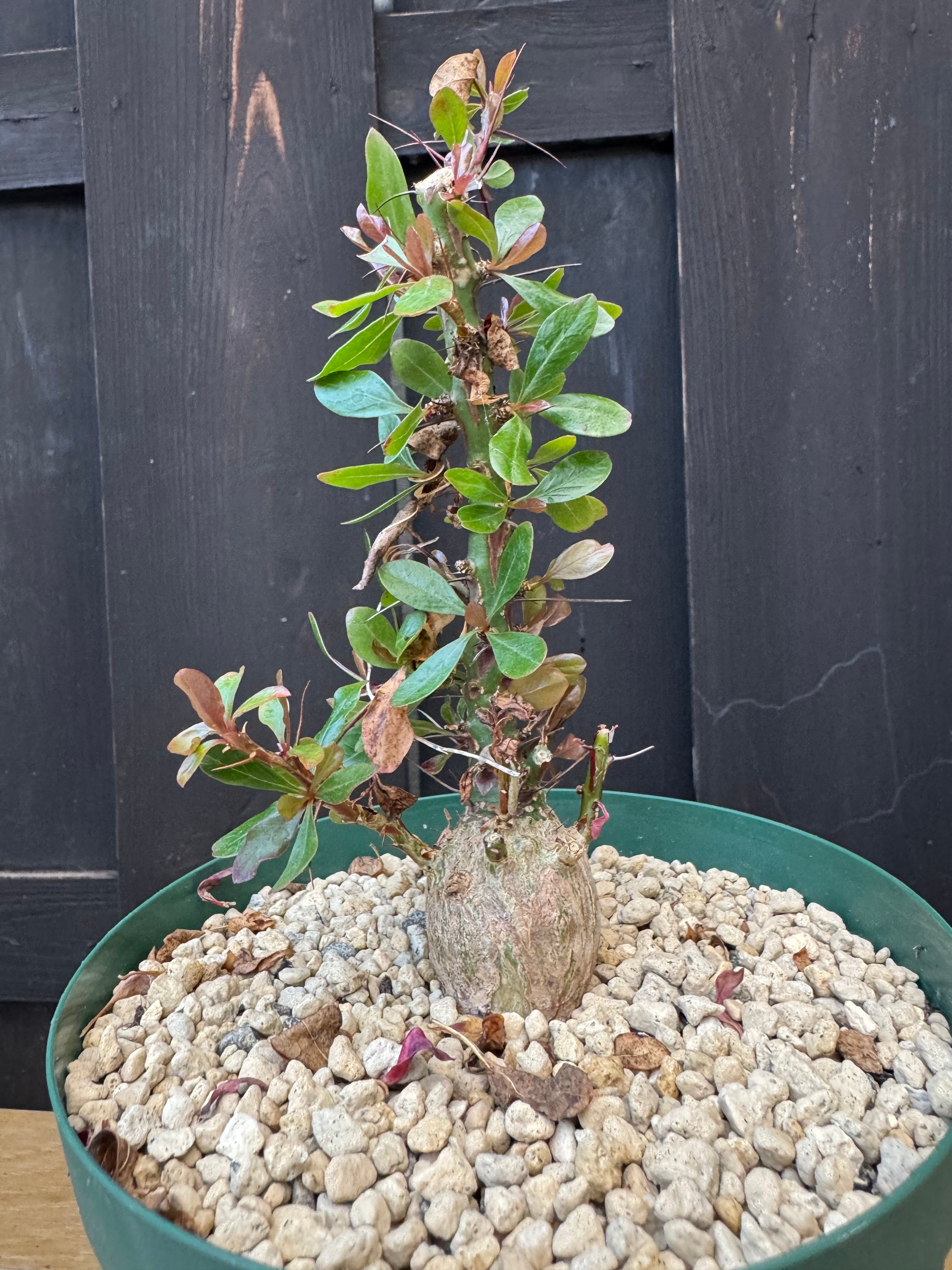 新着】Fouquieria fasciculata 【抜群の塊根部・選抜実生苗】フォーク