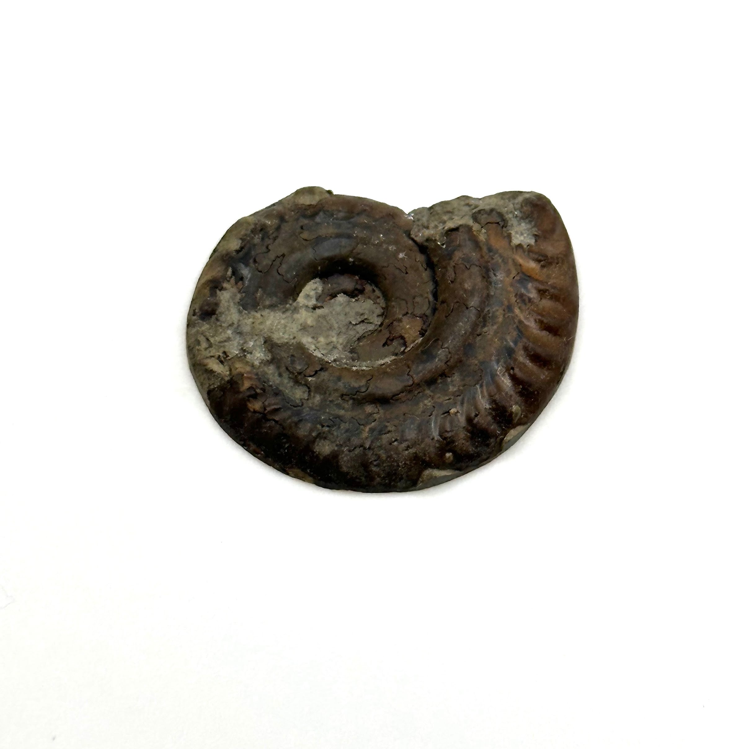 化石】アンモナイト｜アクリル板と粘土付き | 縁起屋 春日