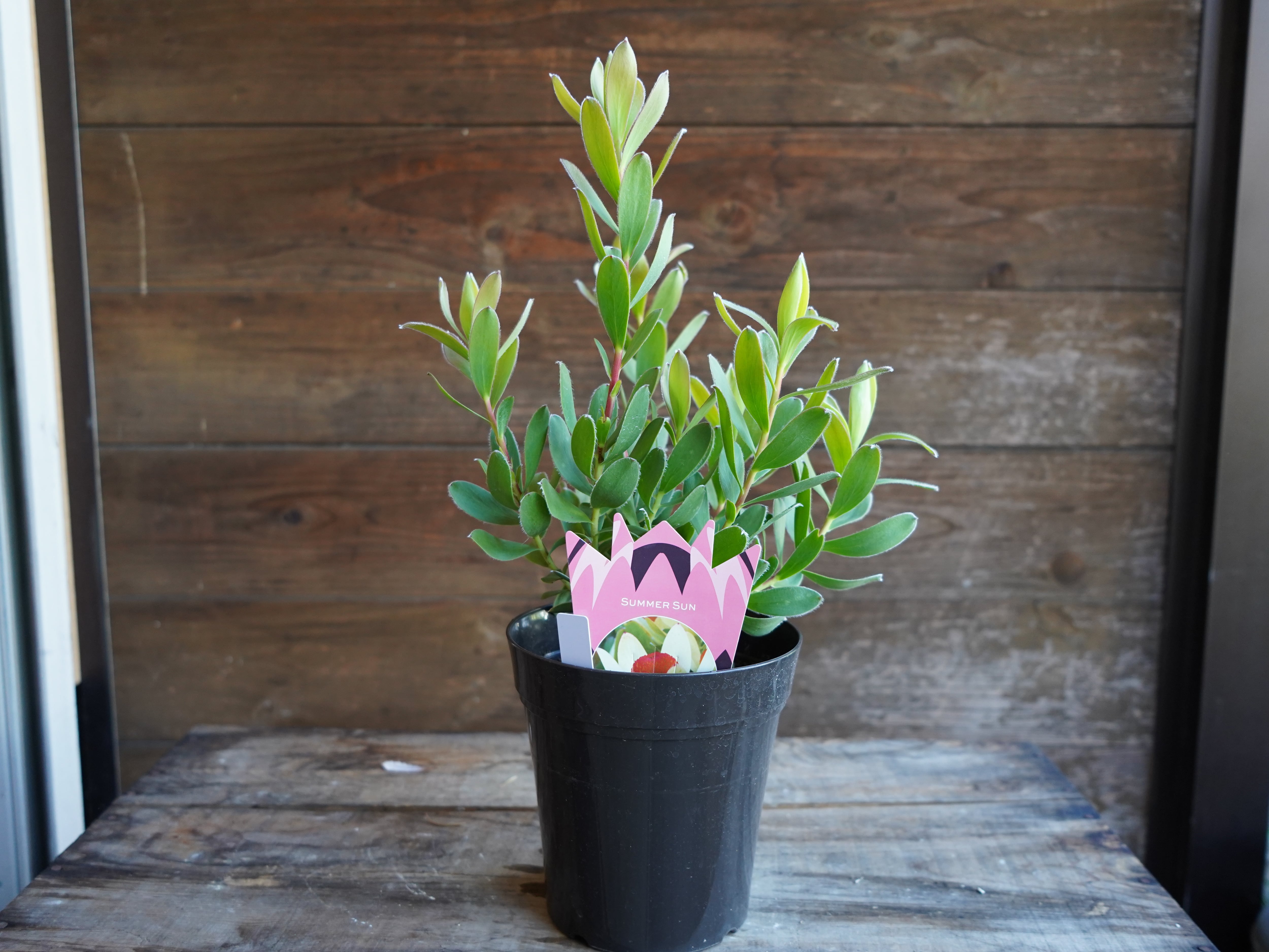 ＜専用＞　２点おまとめ