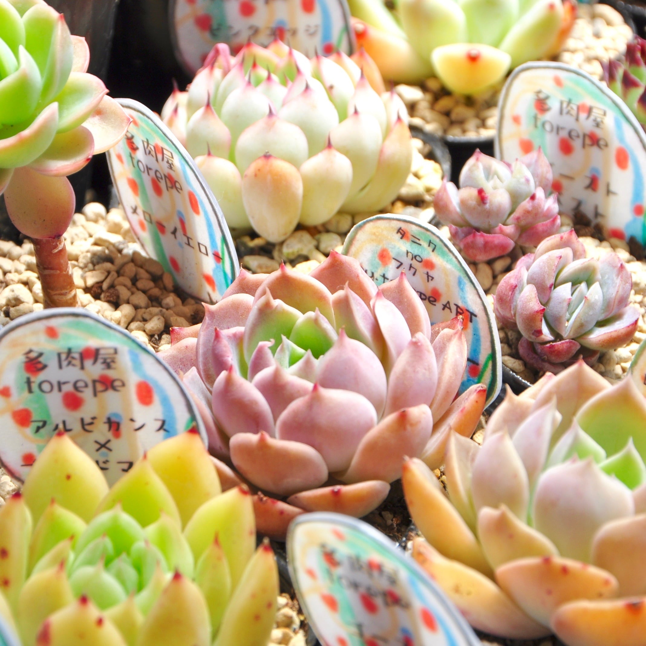 多肉植物 ぷくぷく♡小苗セット 2026年最新】ぷくぷく多肉の人気アイテム - メルカリ