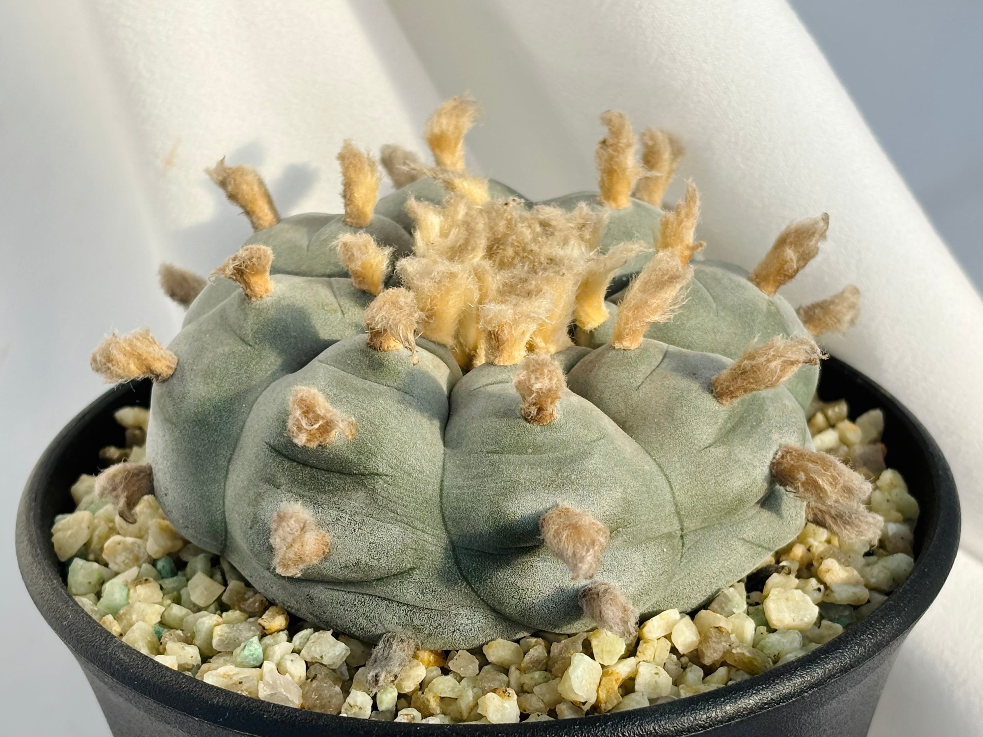 扁平で小疣間違いなく良株❗️ 小疣銀冠玉　ロフォフォラ 扁平で小疣間違いなく良株❗️ 小疣銀冠玉 ロフォフォラ ロフォフォラ