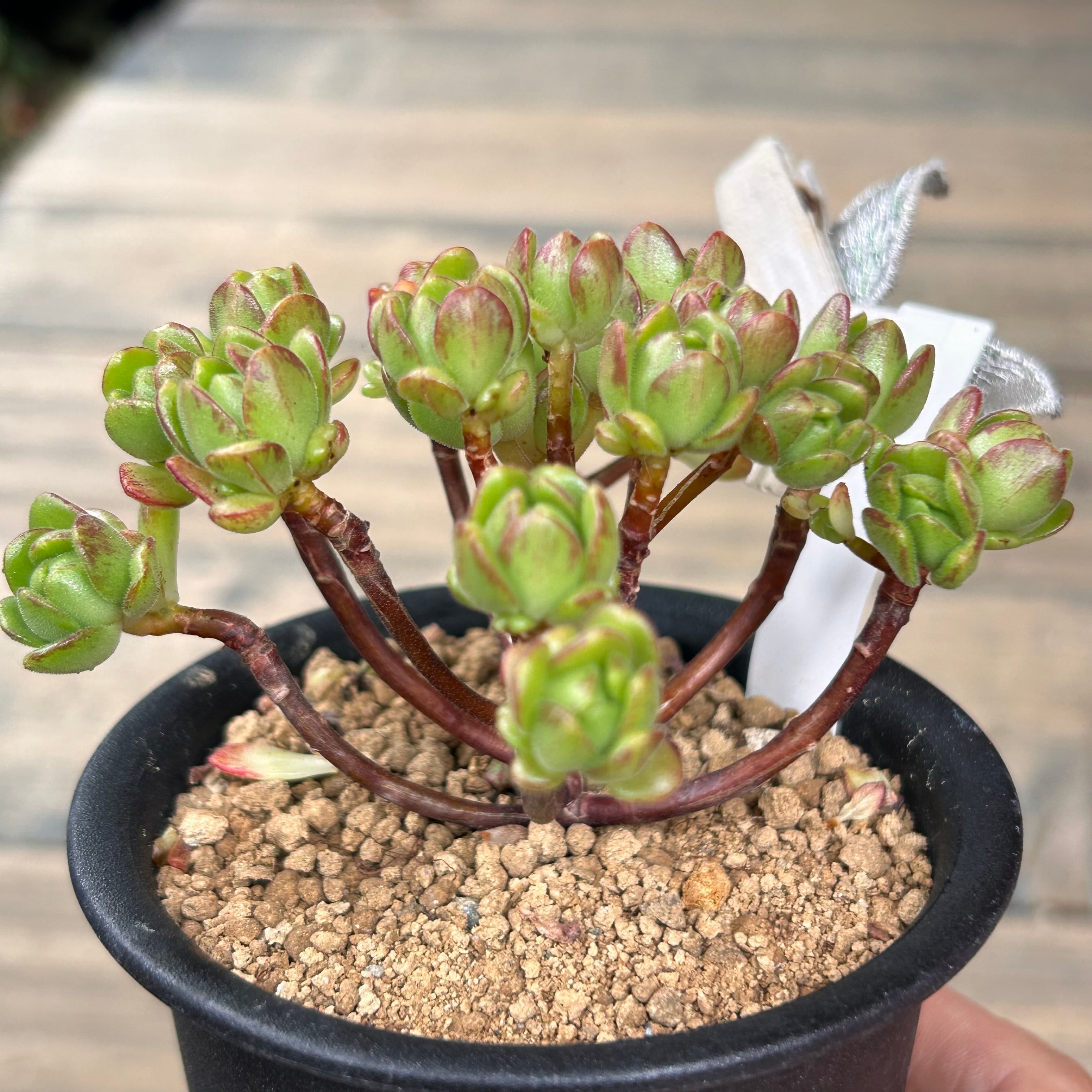 アーノルディ 多肉植物 アエオニウム アーノルディ 多肉植物 アエオニウム その他インテリア雑貨 多肉