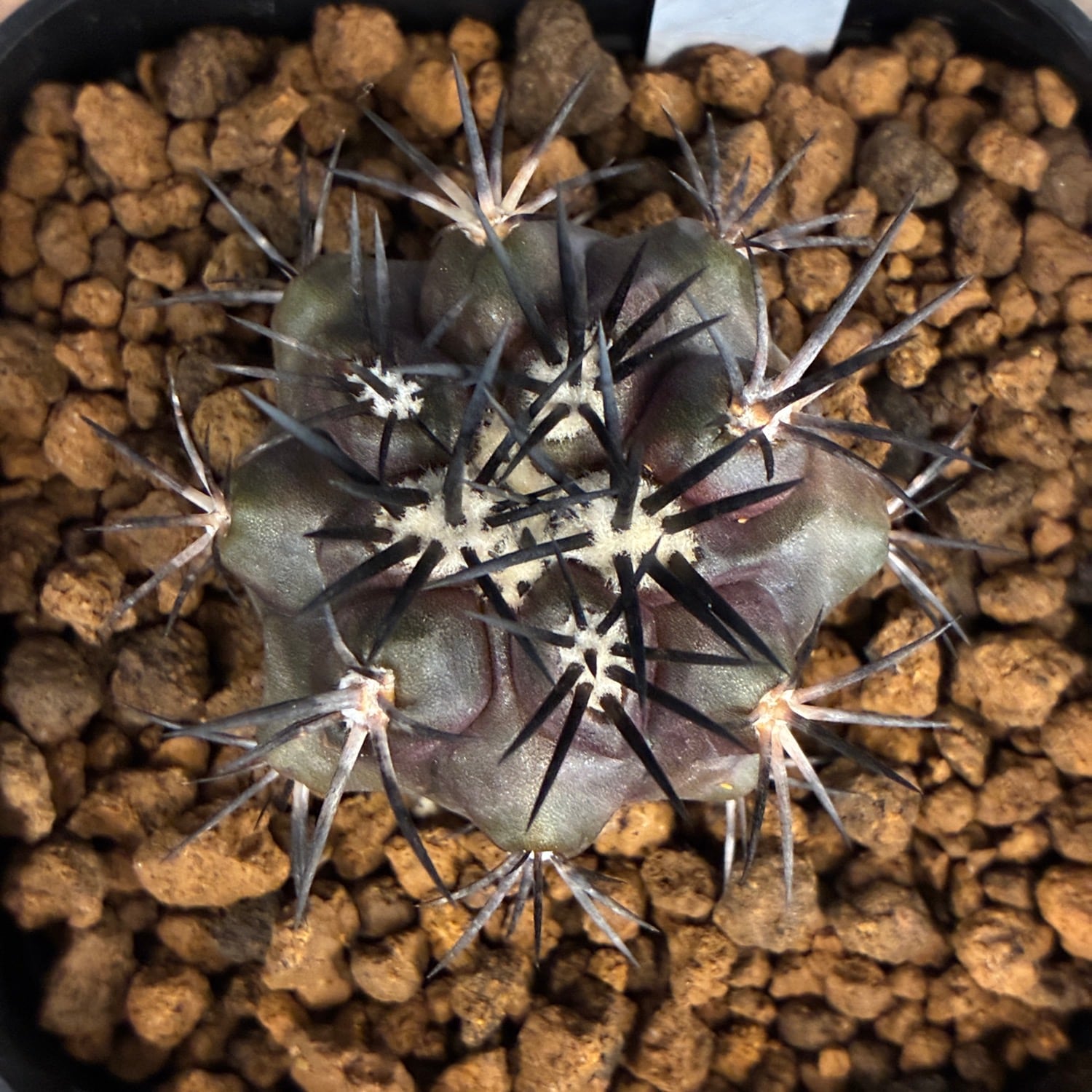 Copiapoa】サボテン コピアポア デュラ 銅羅丸実生【807】 | PROTOLEAF