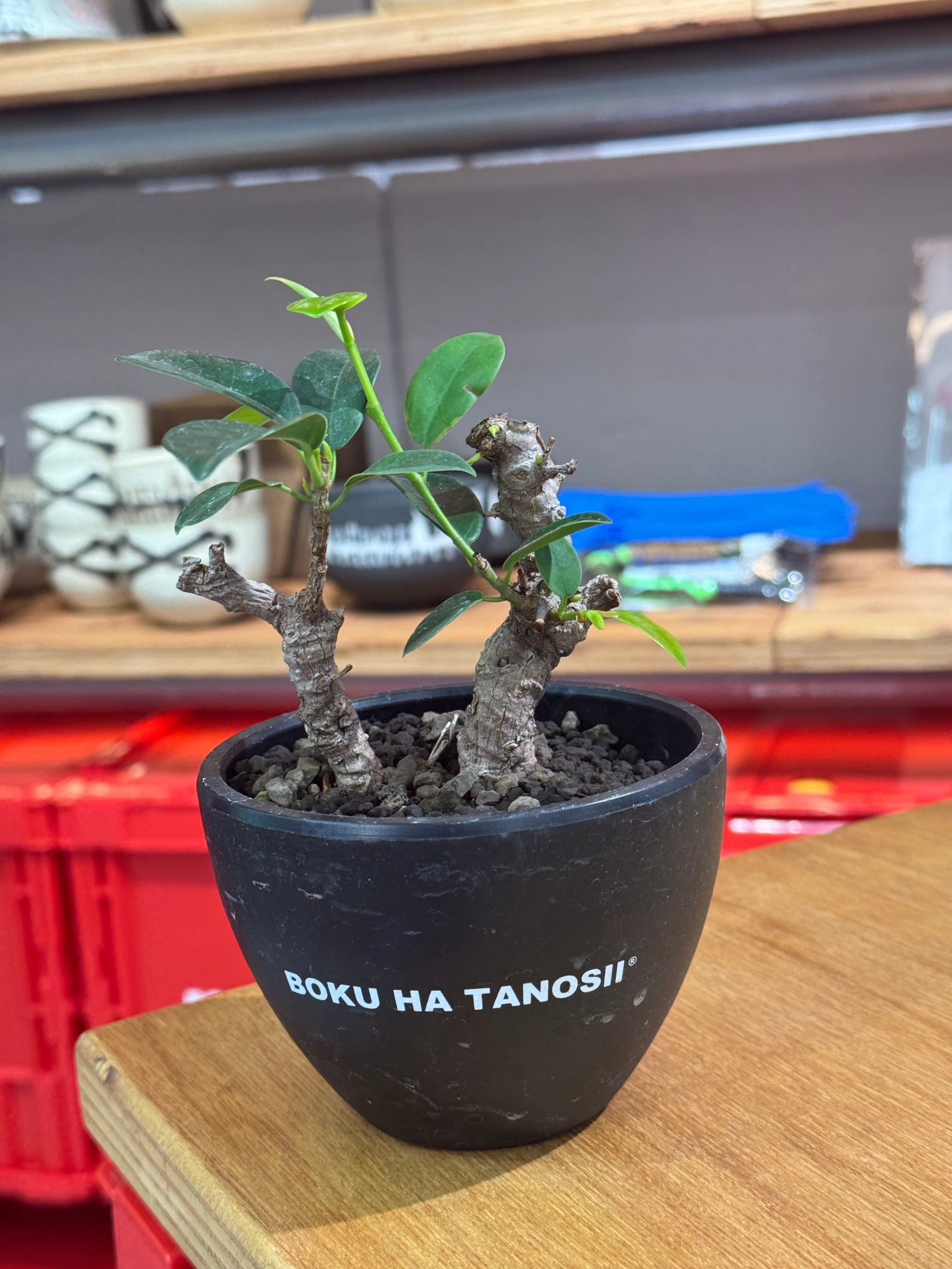 新着】 Ficus microcarpa 【ガジュマル 琉球盆栽】× ボクタノ鉢【BOKU