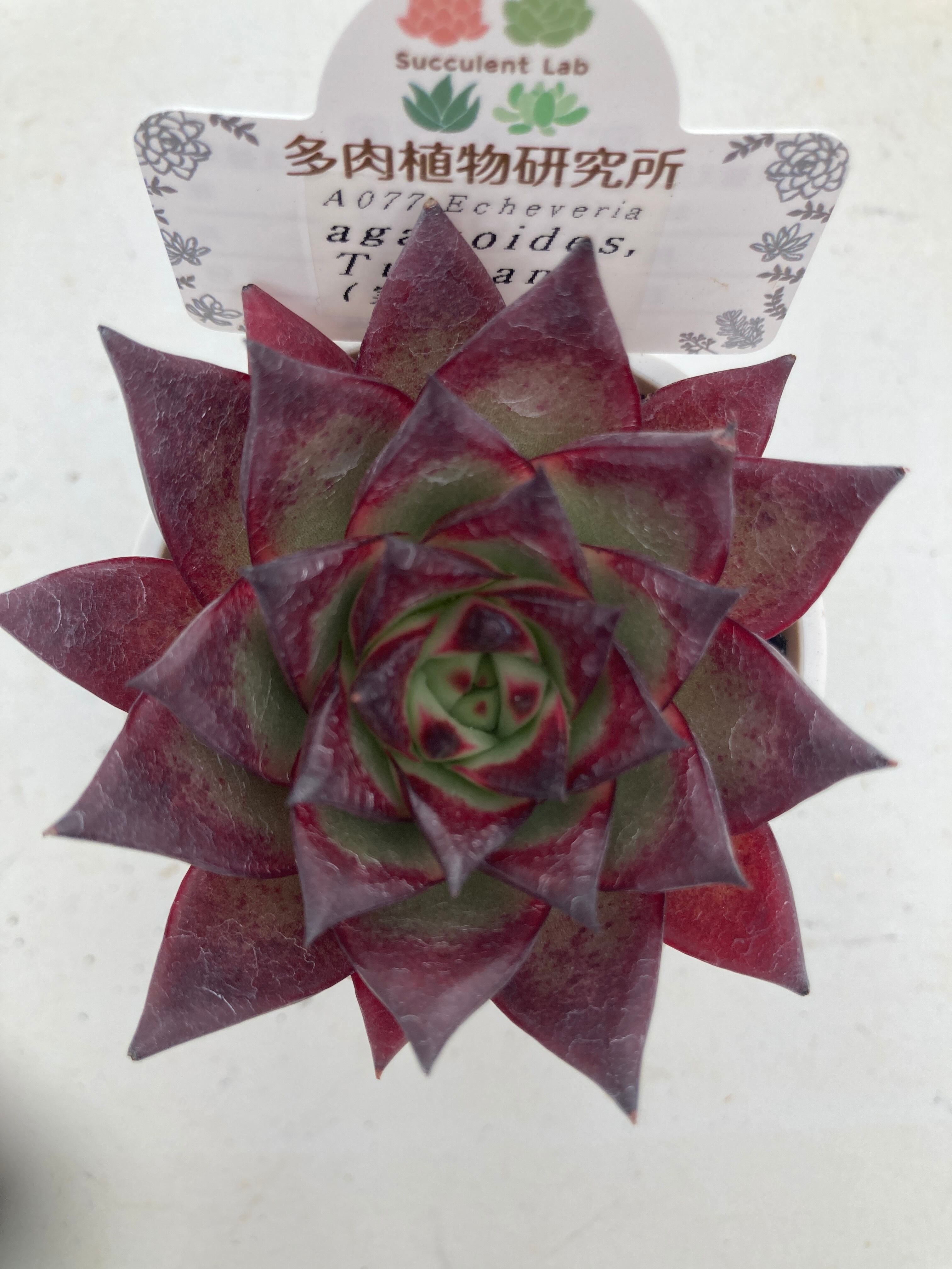 現物商品】 アガボイデス タクスパン | 多肉植物研究所