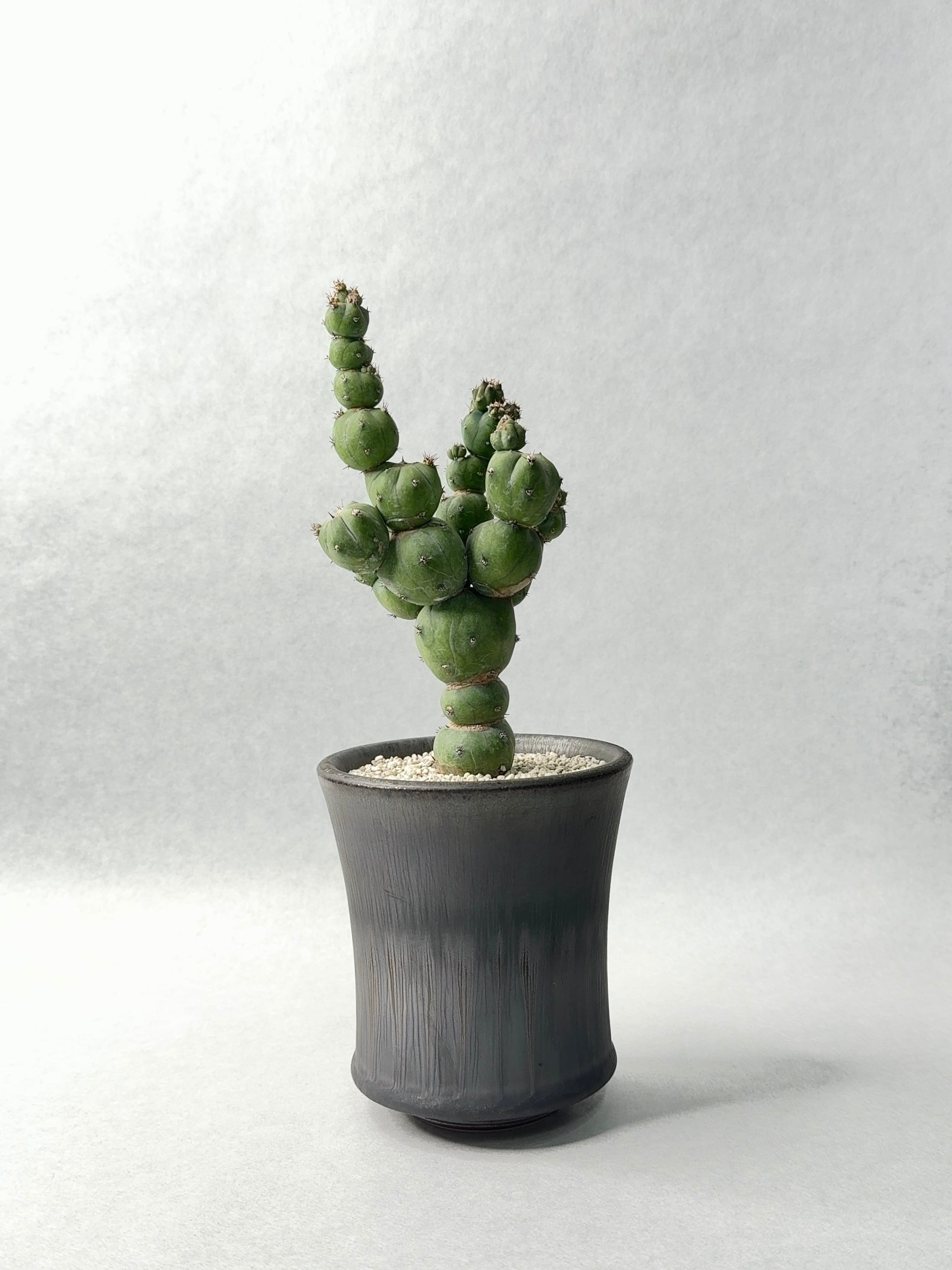 ミルチロカクタス・竜神木モンストローサ | trigger