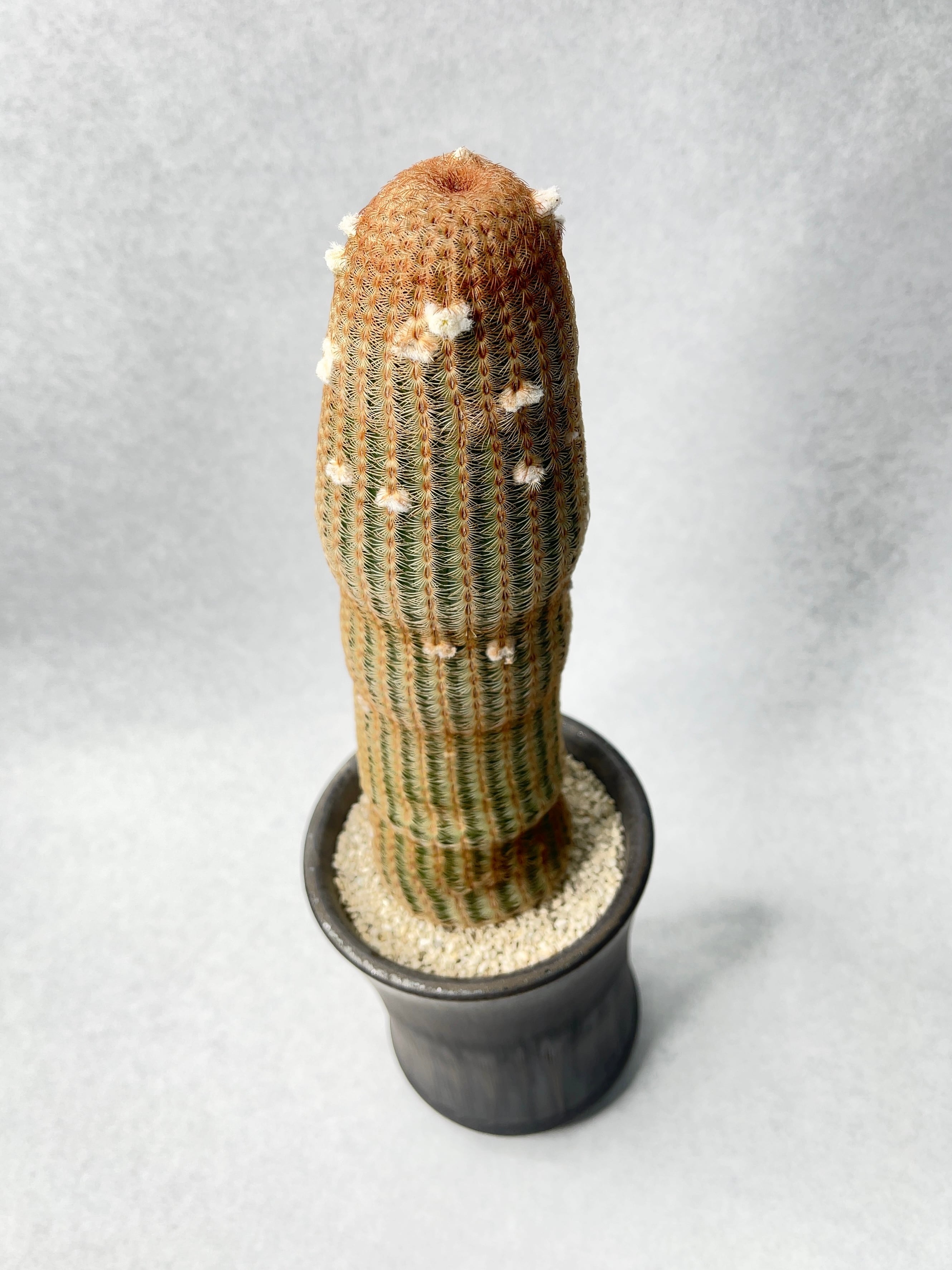 エゼ様オーダー染の花 エゼ様オーダー創作染の花 薔薇 【公式通販】