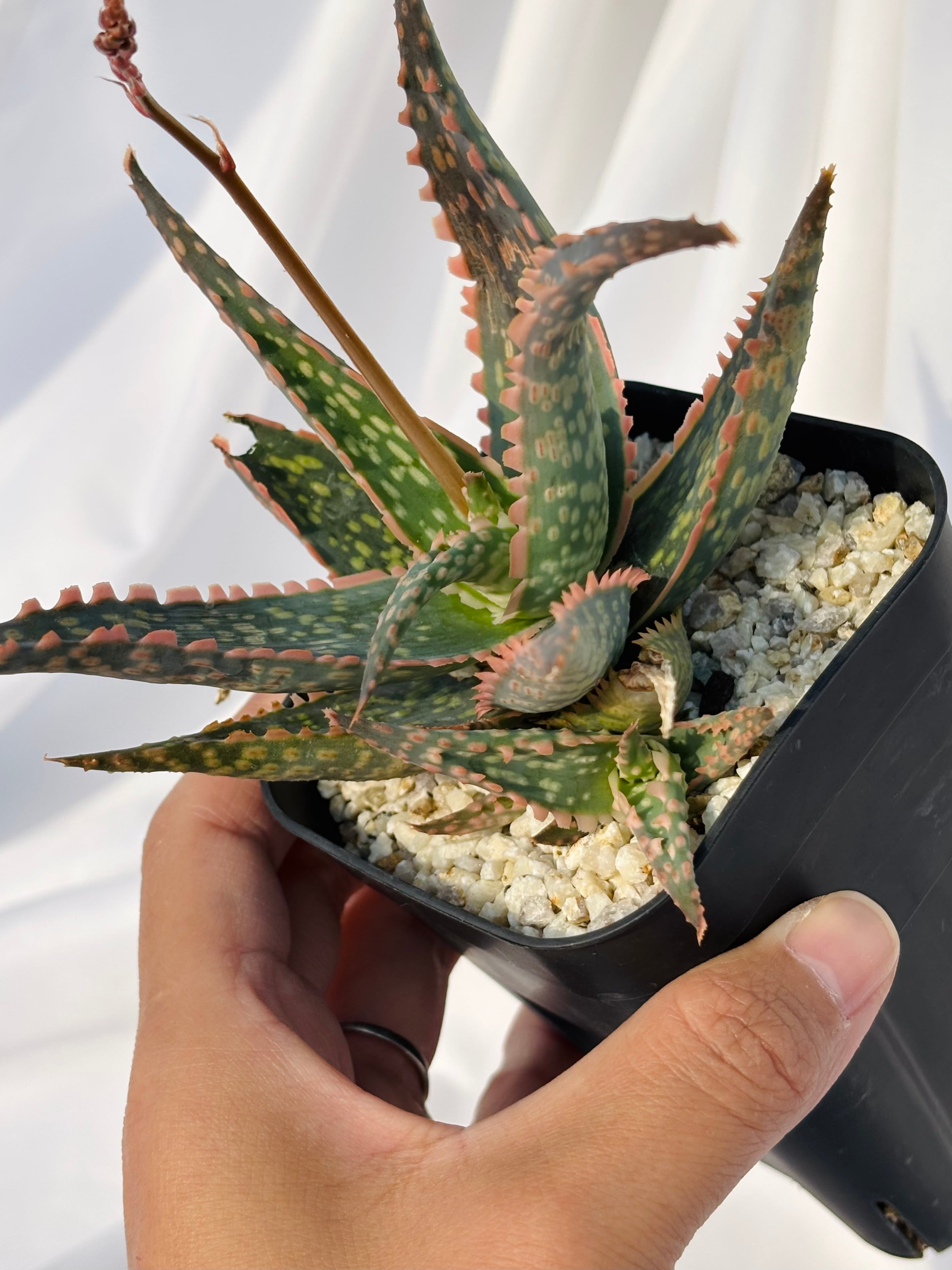 Aloe hybrid アロエ ハイブリッド 多肉植物 | plants MARU ーサボテン