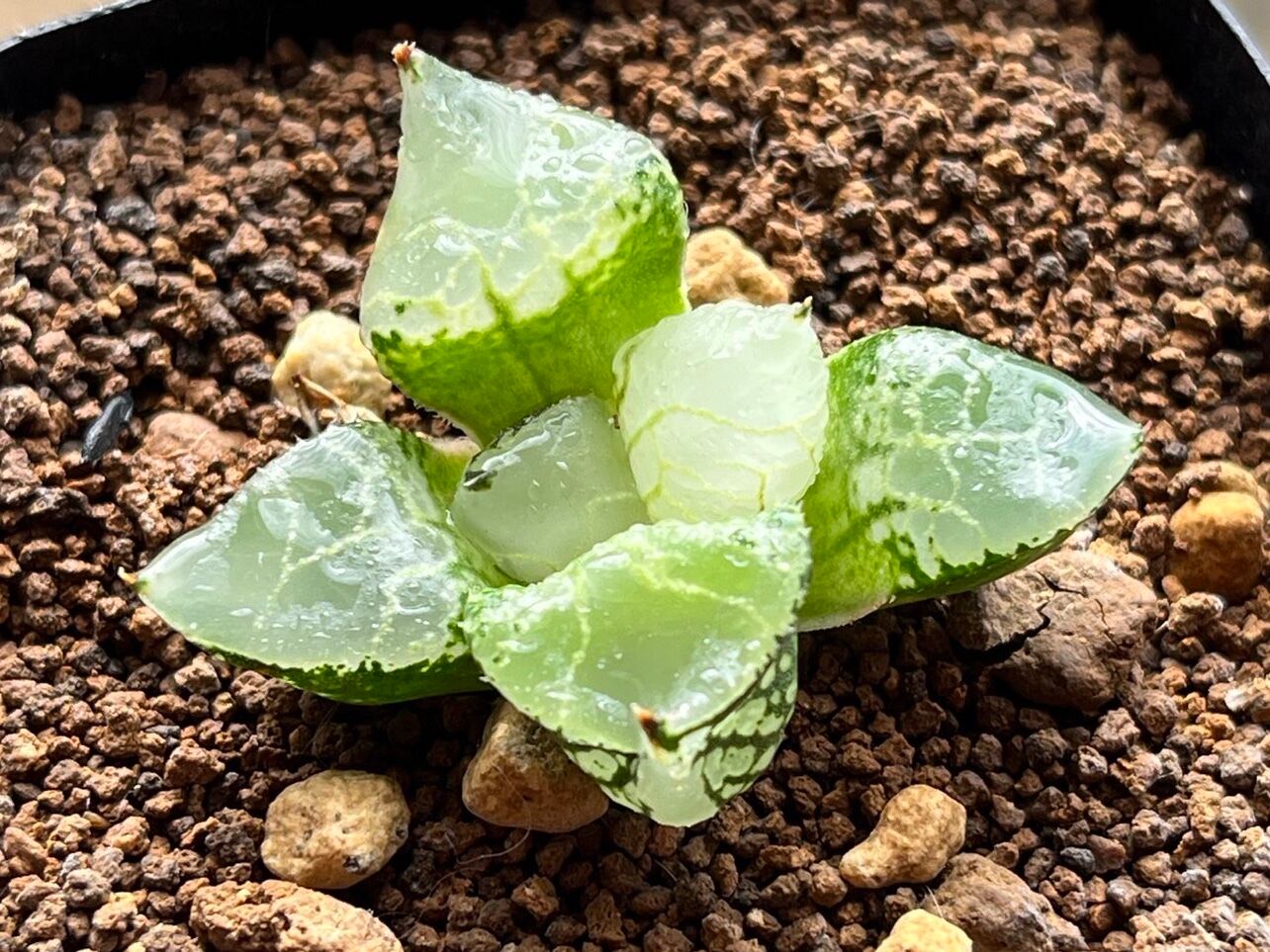 貴章なサンゴ！今は、採ってはいけない！超早い者勝ち！！！本物！白サンゴの置物！ 貴章なサンゴ！今は、採ってはいけない！超早い者勝ち！！！本物！白