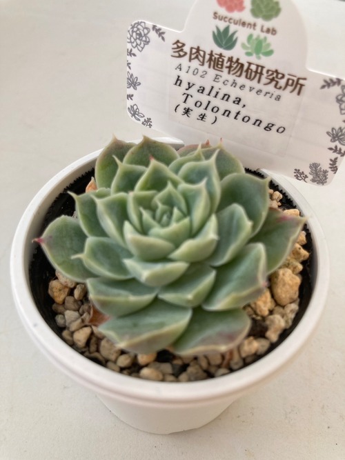 【現物商品】ヒアリナ トラントンゴ