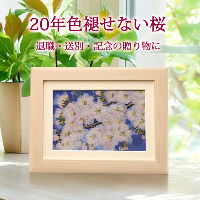 本物のお花の押し花アート｜桜（ソメイヨシノ）フレームギフト | 庄村