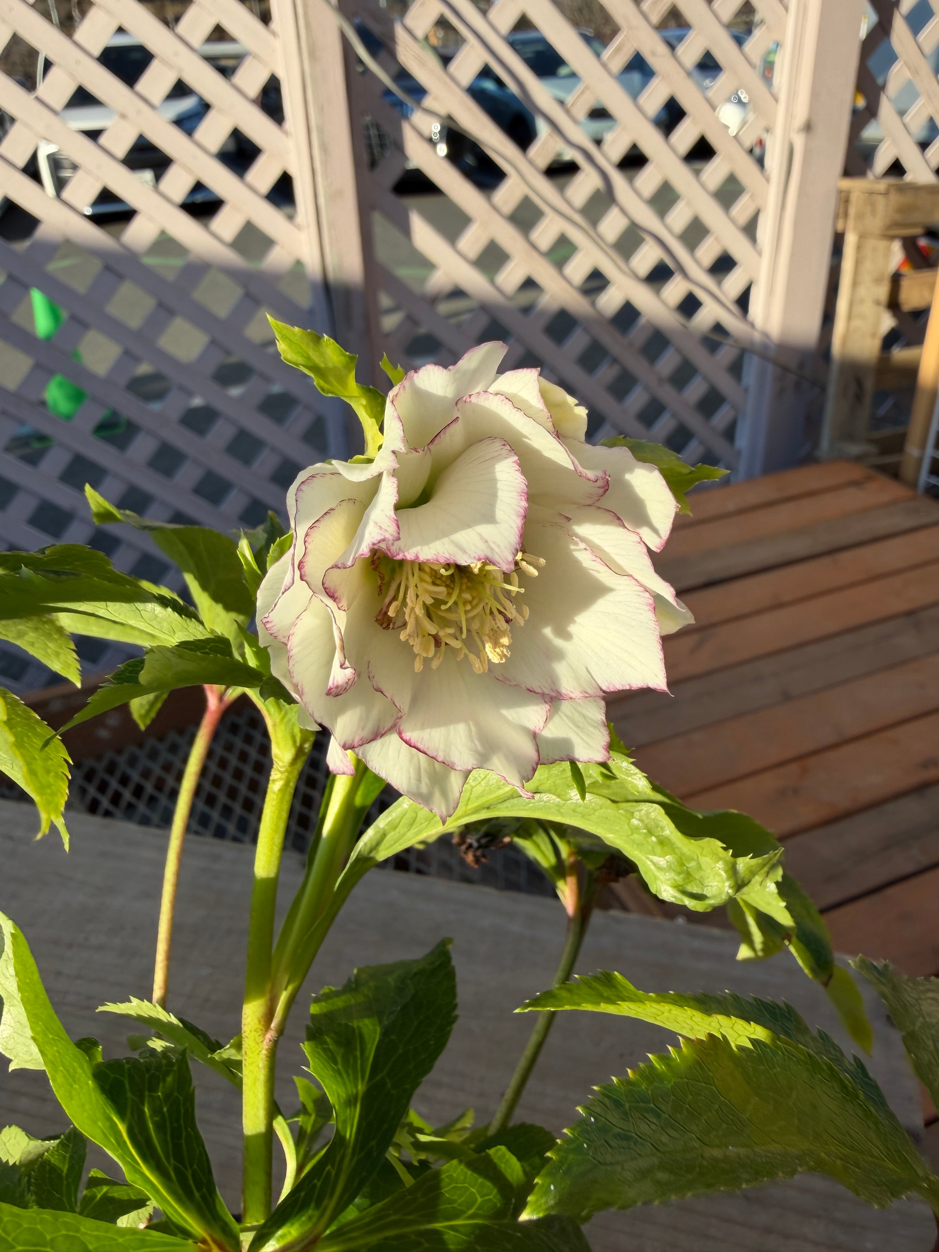 シャルウィダンス 若泉ファーム クリスマスローズ【Wa01】送料無料