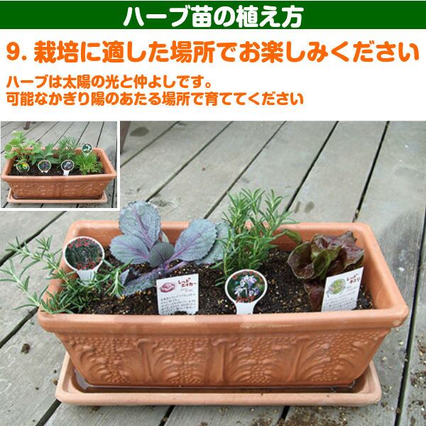 ハーブ 苗 セット レモンタイム 15個 | ハーブ苗のポタジェガーデン 本店