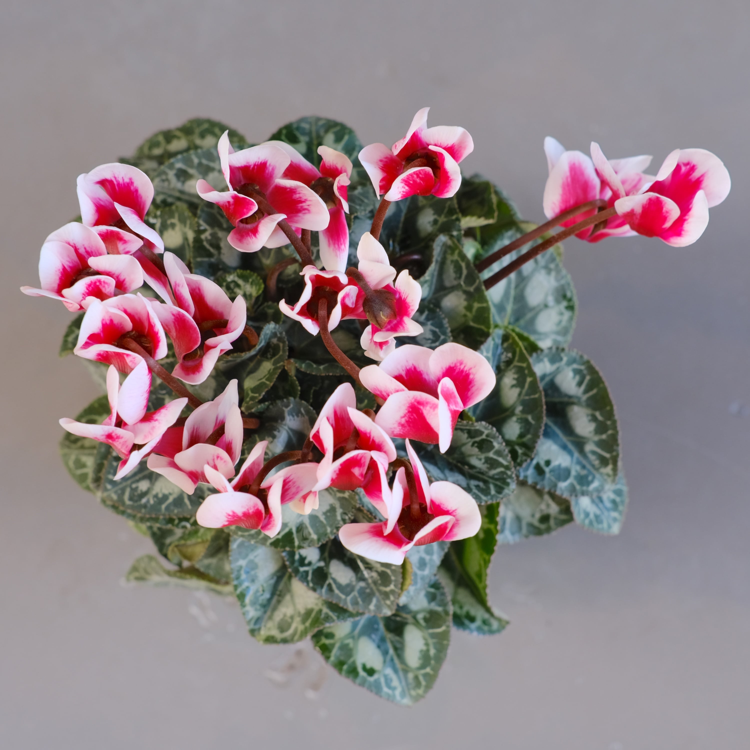 ガーデンシクラメン《 シャインレッド 》軽井沢育ち 3号鉢 | グリーン