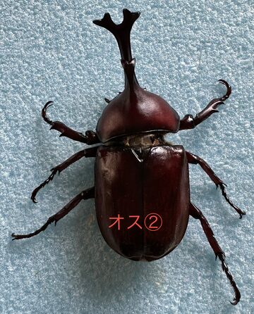 DH ヘラクレス オオカブト 3令幼虫 ♂♀ ペア 種親♂131mm 極短極太 