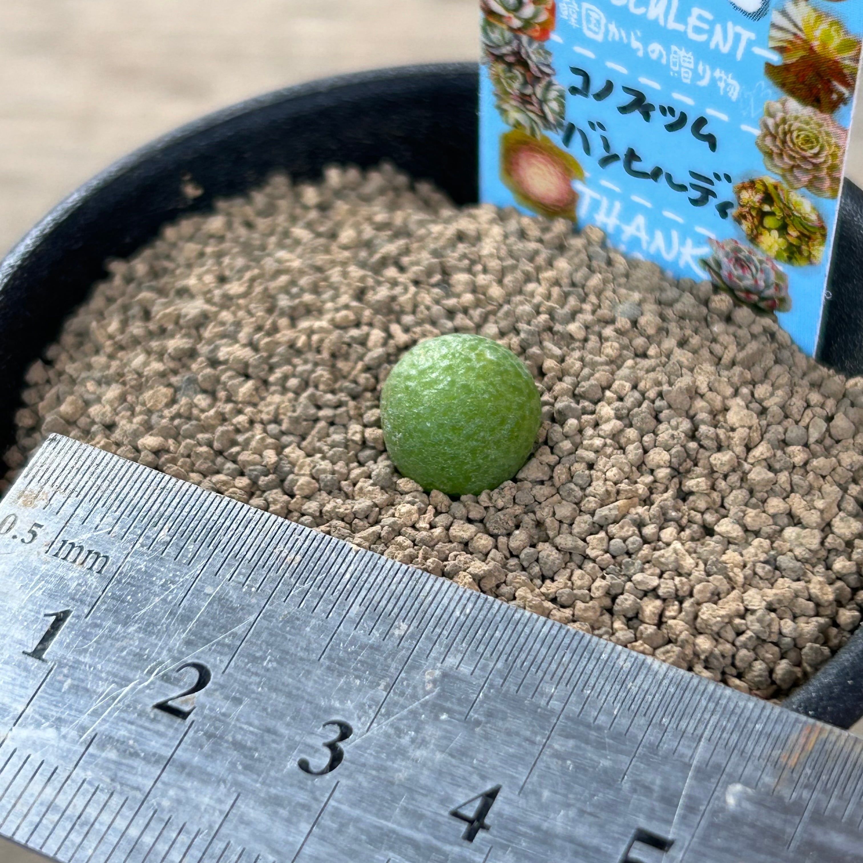 T)バンヒルディ コノフィツム | RuPo 多肉植物専門店