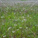 散り際の群生タンポポ　A cluster of dandelions on the verge of scattering
