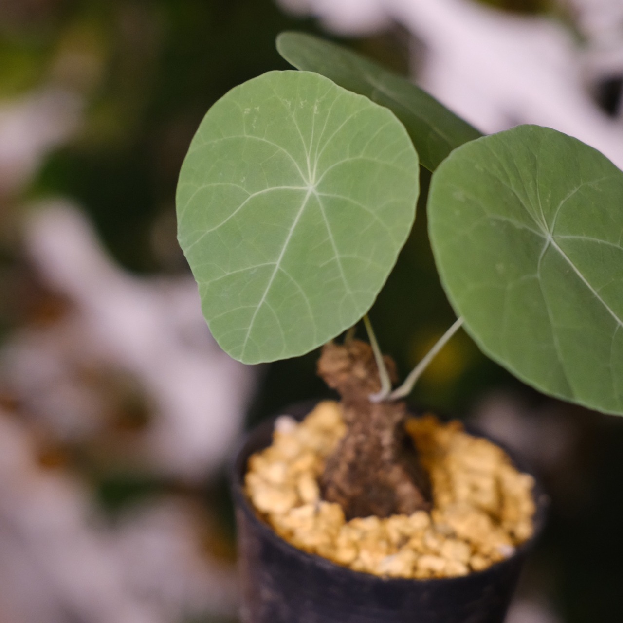 Stephania kaweesakii / ステファニア・カウィーサキ⑯ / 観葉植物<育て方・花言葉>