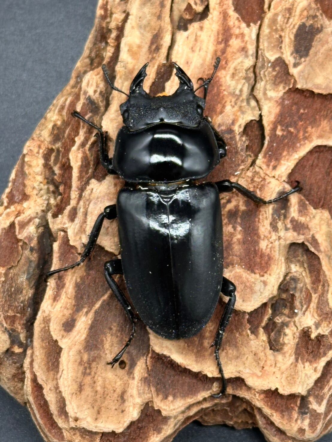 CBF1】《ネパールコクワガタ（0214） ♂70mm /♀45mmUP ペア