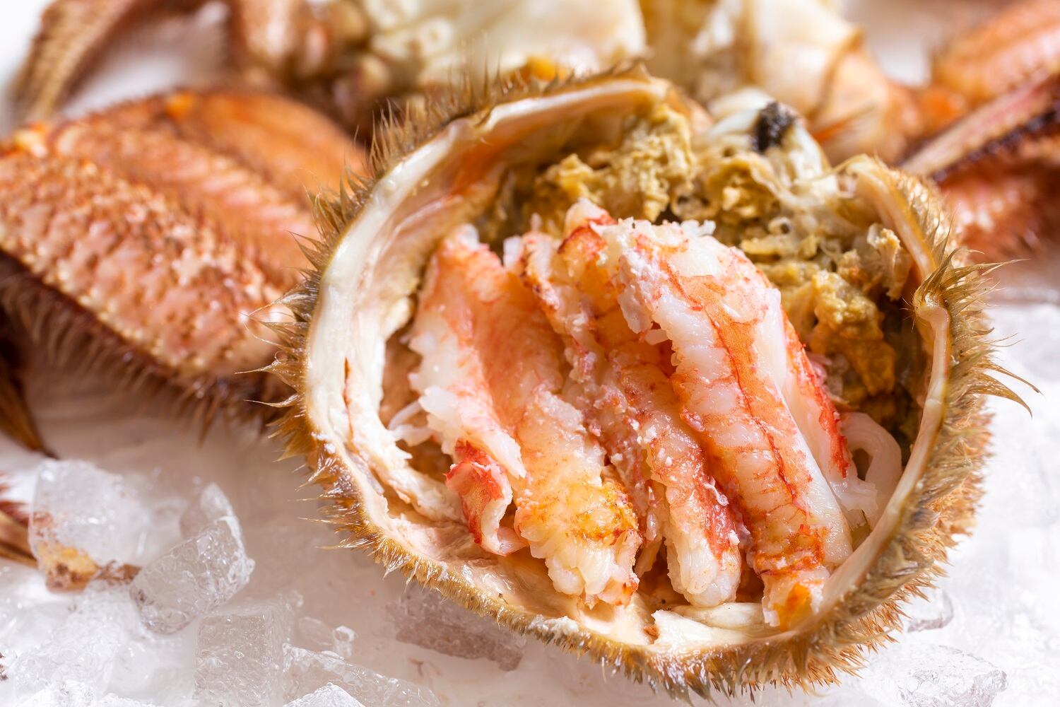 山口水産　匠の極上仕上げ　１尾８００グラム前後　【ボイル・冷凍・個数色々選択できます】