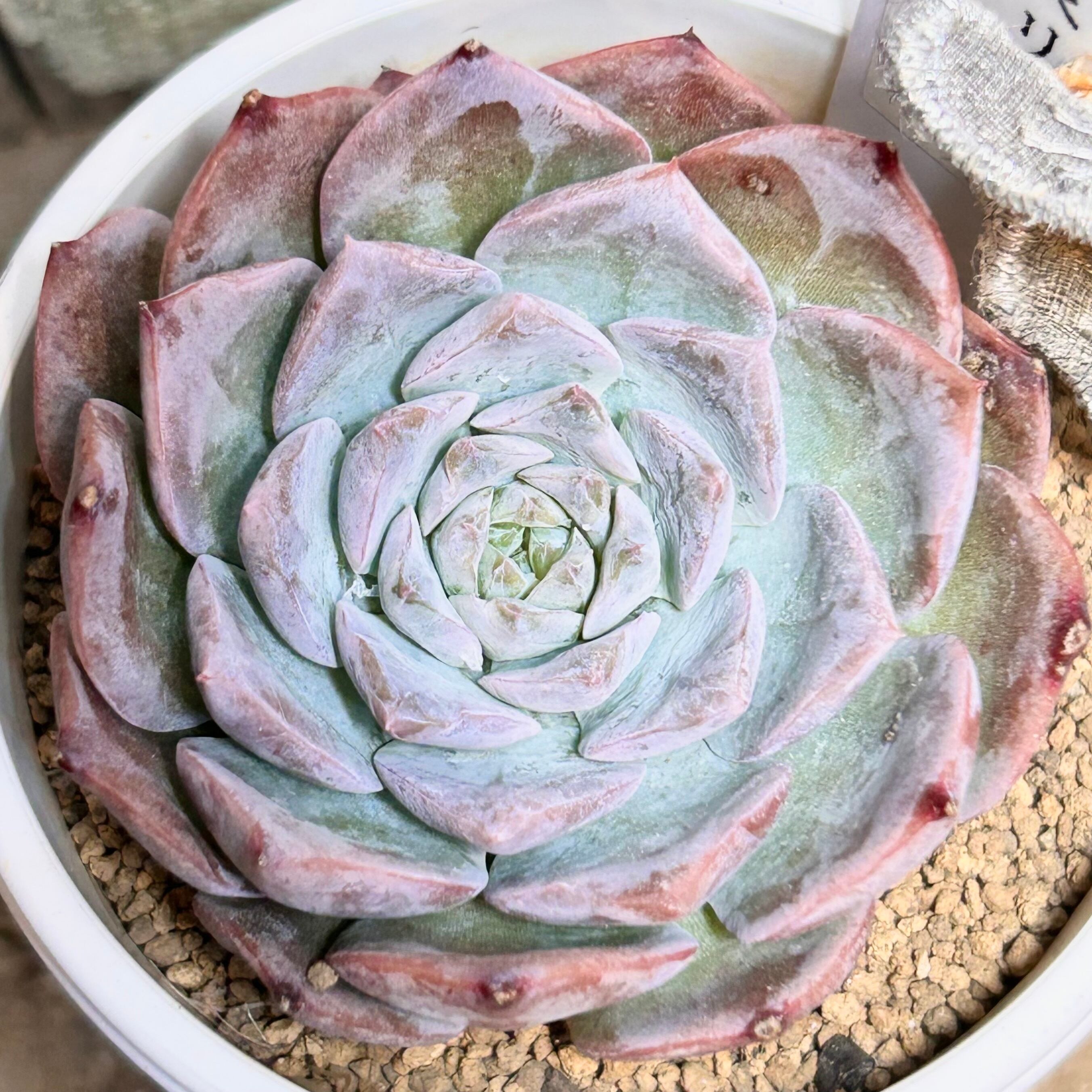 茨城県A様ご注文 ファビオラ | RuPo 多肉植物専門店