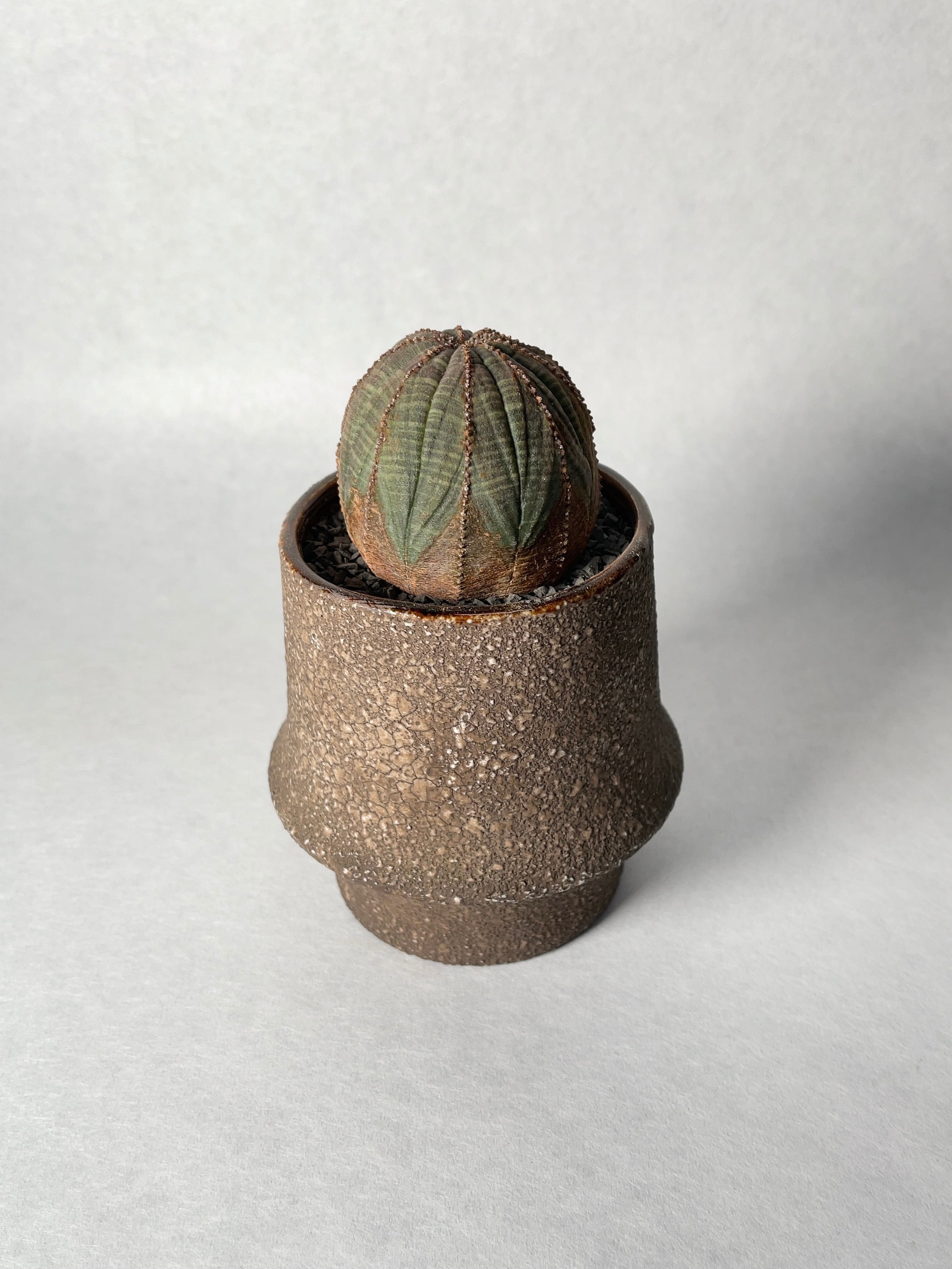 ユーフォルビア・オベサ | trigger