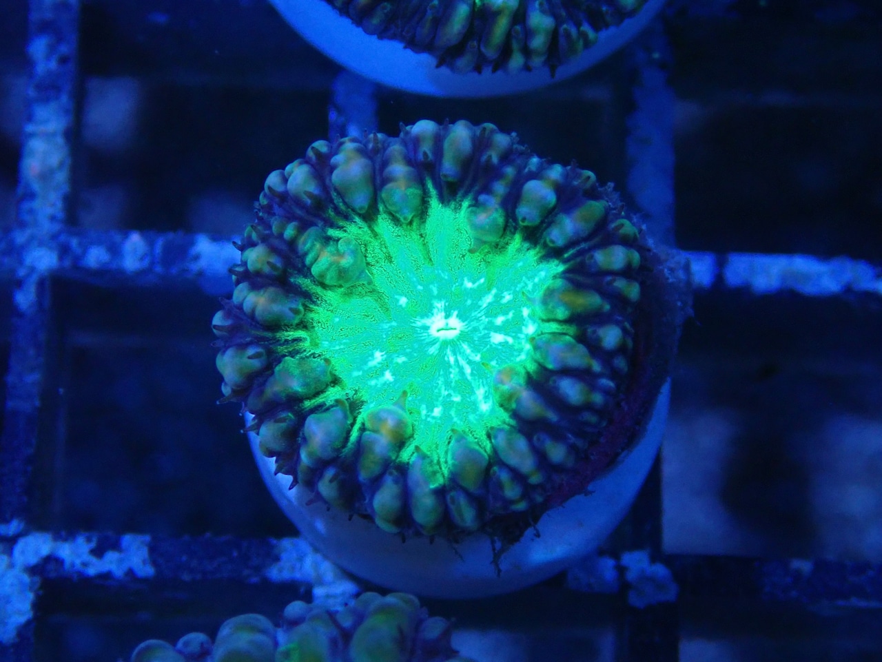 Blastomussa BlueGreen Frag