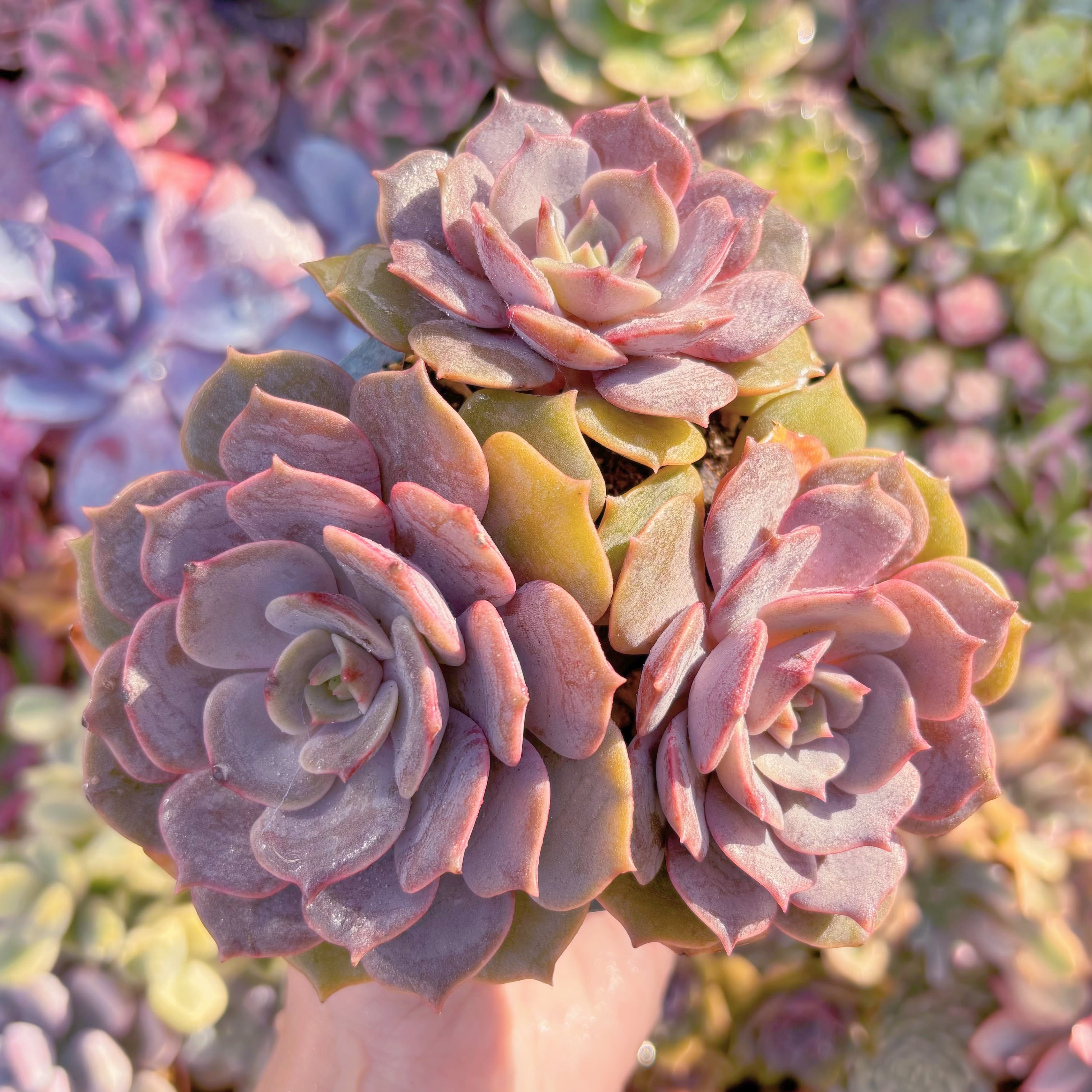 多肉植物　紫姫3頭　群生　在庫僅少　新入荷　るる農園