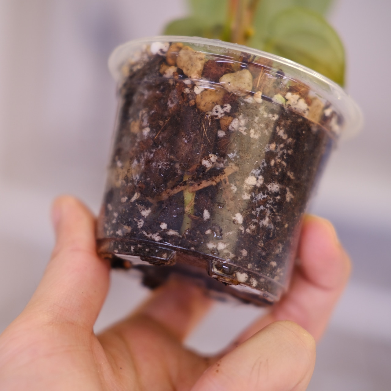 ルクスアリンス シルバー│Anthurium luxurians silver②│観葉植物