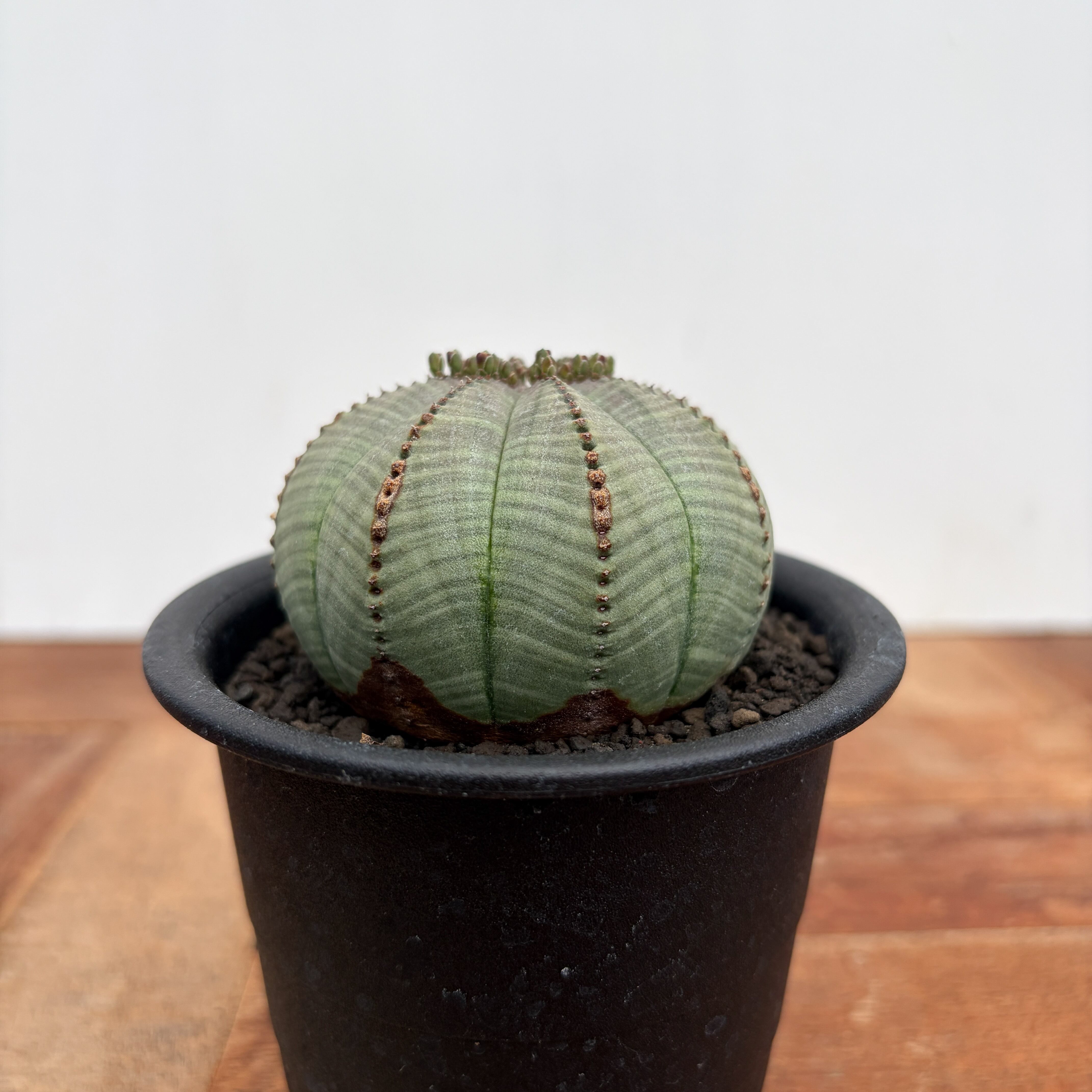 Y*n様 ユーフォルビア　オベサ実生 Euphorbia obesa【ユーフォルビア・オベサ・実生】 | RIMO'S GREEN