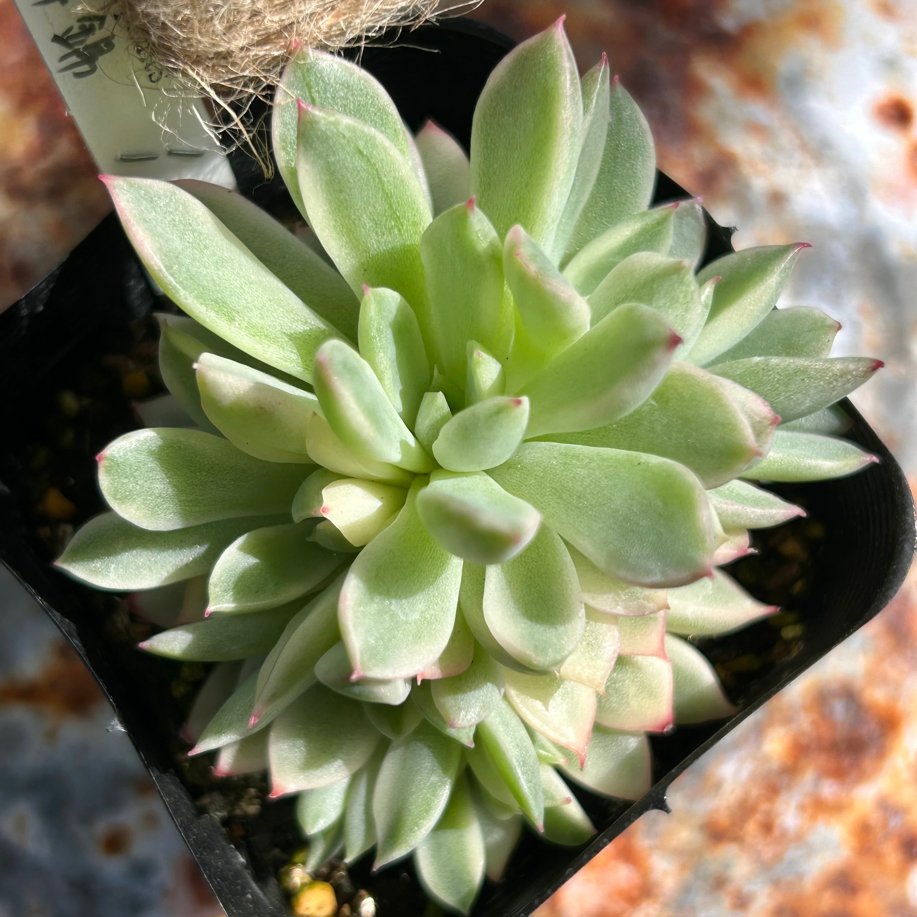 錦 | RuPo 多肉植物専門店
