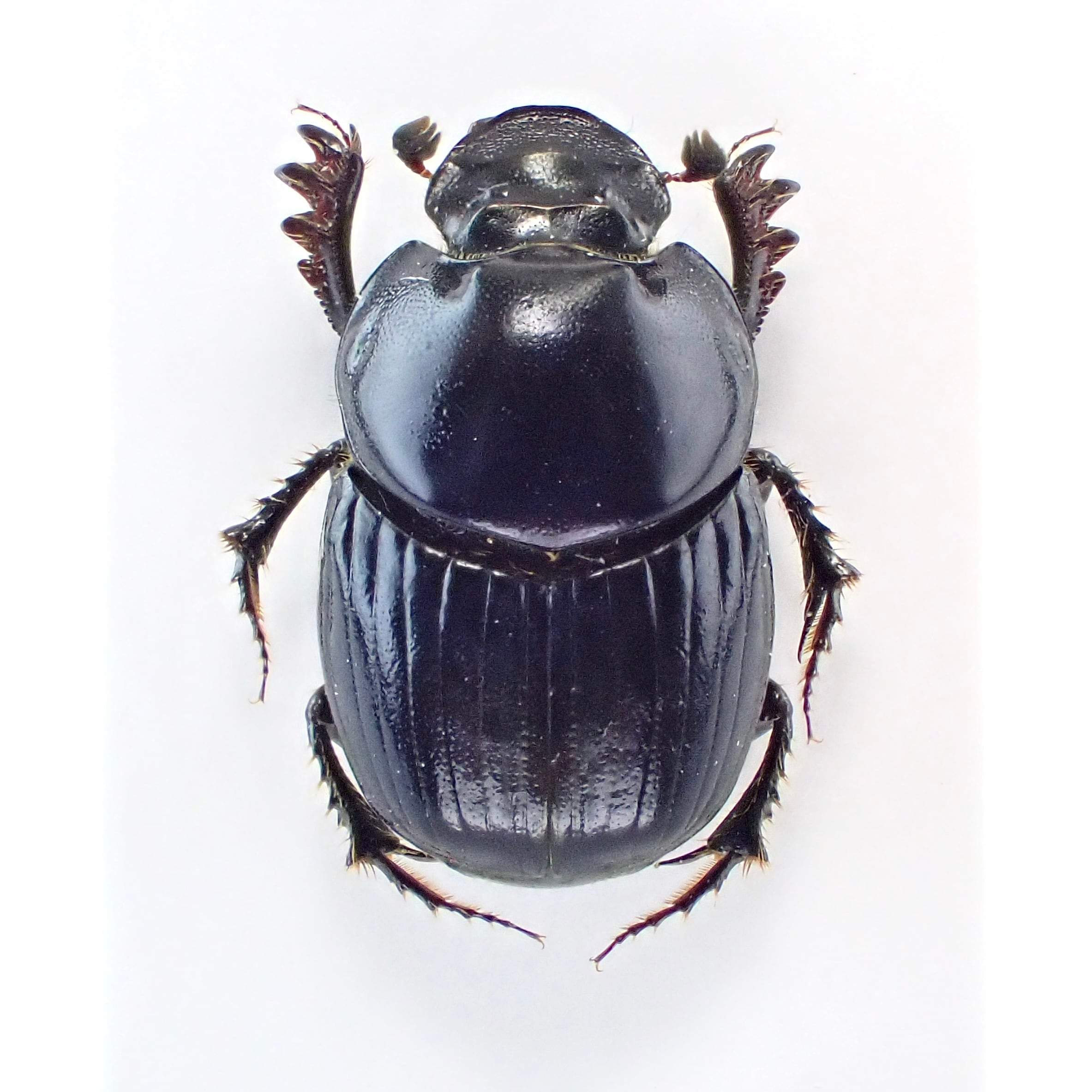 エクアドル産 Onthophagus curvicornis ♂♀ 10mm/9mm | 昆虫標本