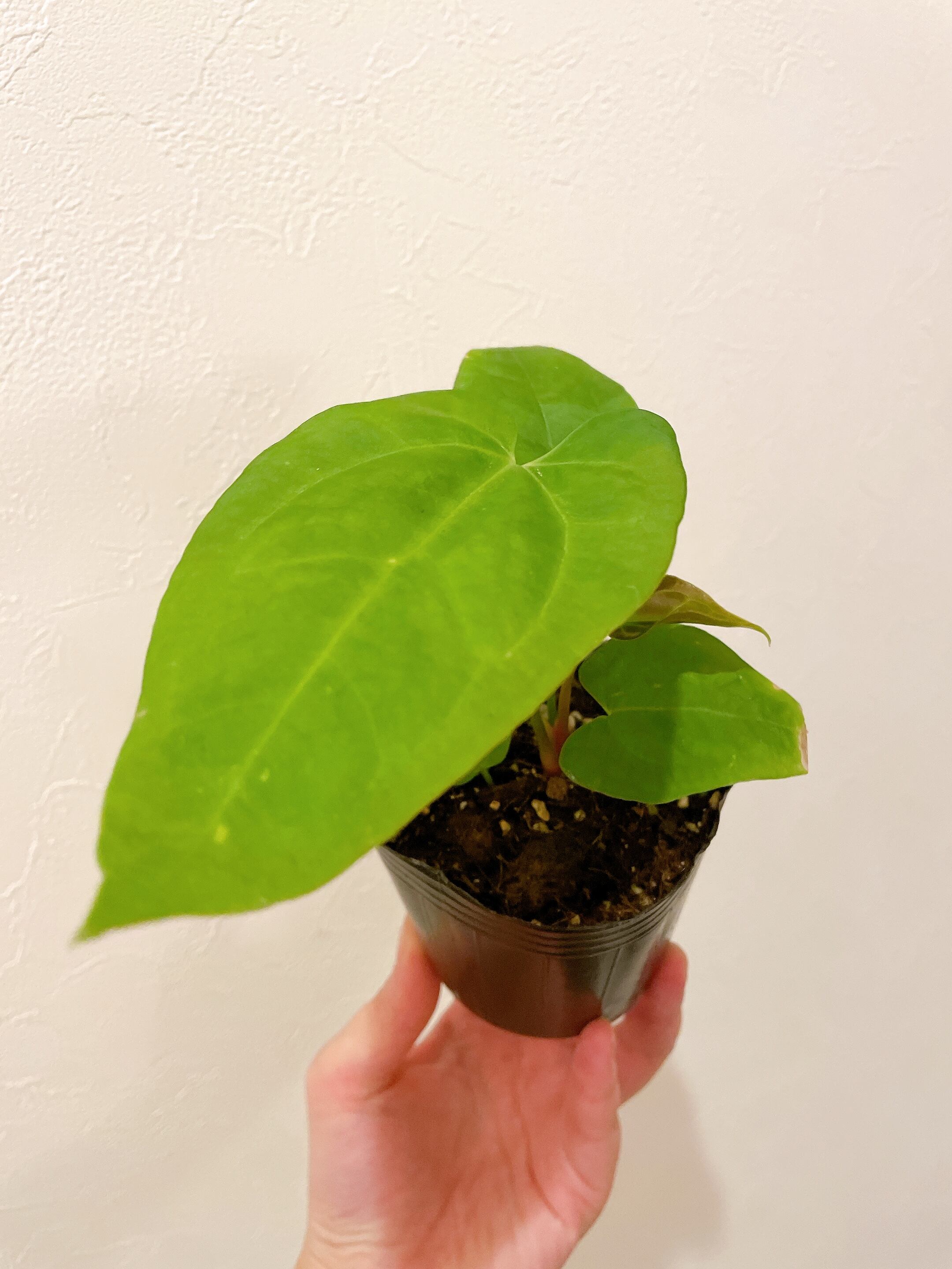 アンスリウム レッドダークフェニックス 3号 | youth plants