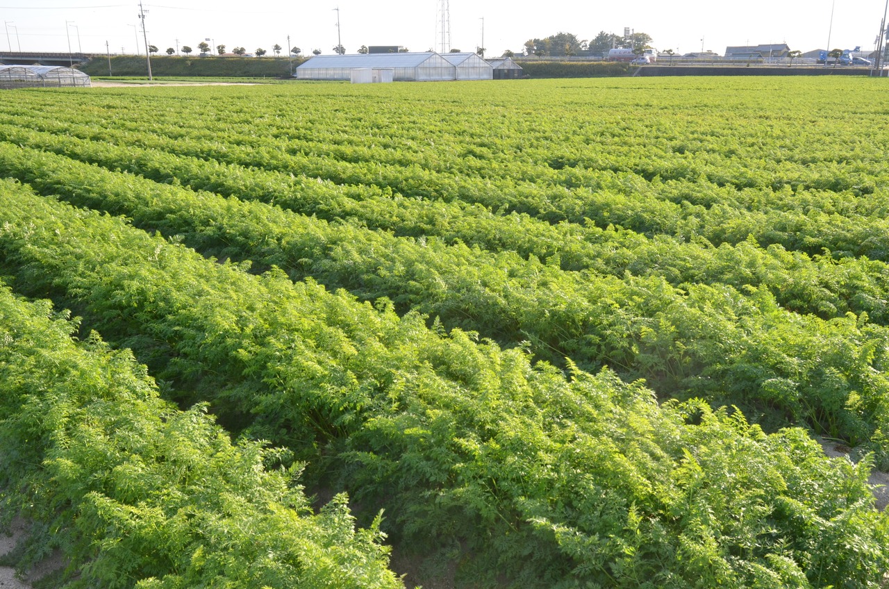 JAあいち中央碧南人参部会｢加工用へきなん美人10kg｣※施設
