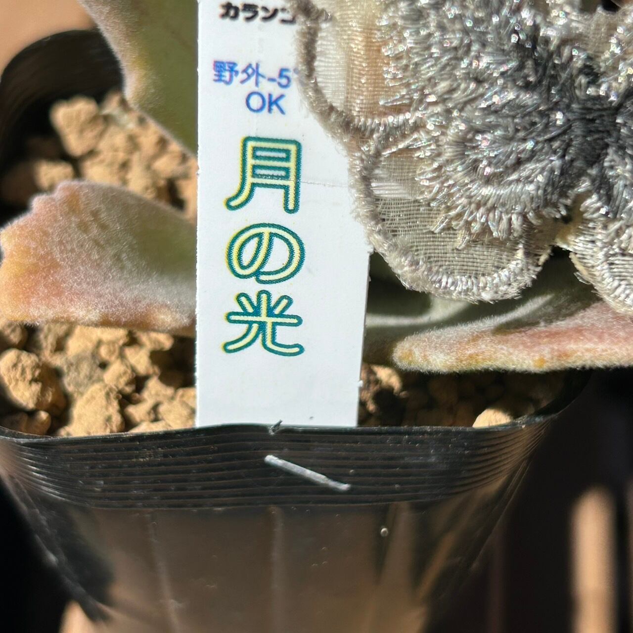 月の光 | RuPo 多肉植物専門店