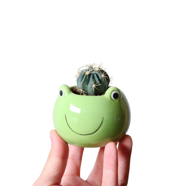 フェロカクタス
