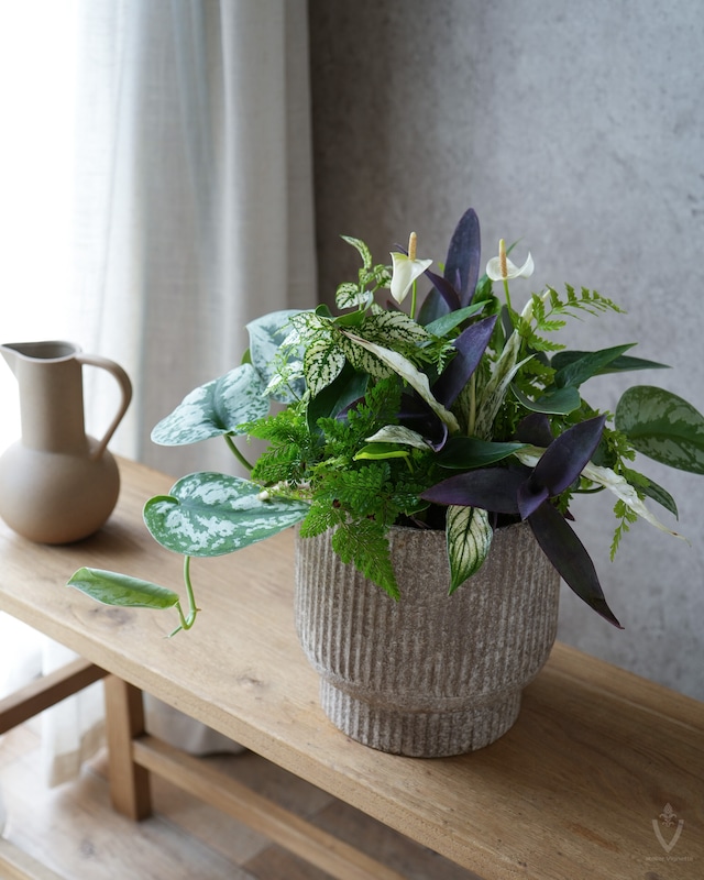【観葉植物苗セット】スキンダプサスとトラディスカンチアのシンプル寄せ植えセット