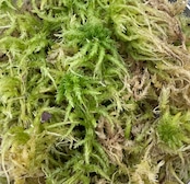 【2L】国産 摘み立て生水苔(生きた水苔)