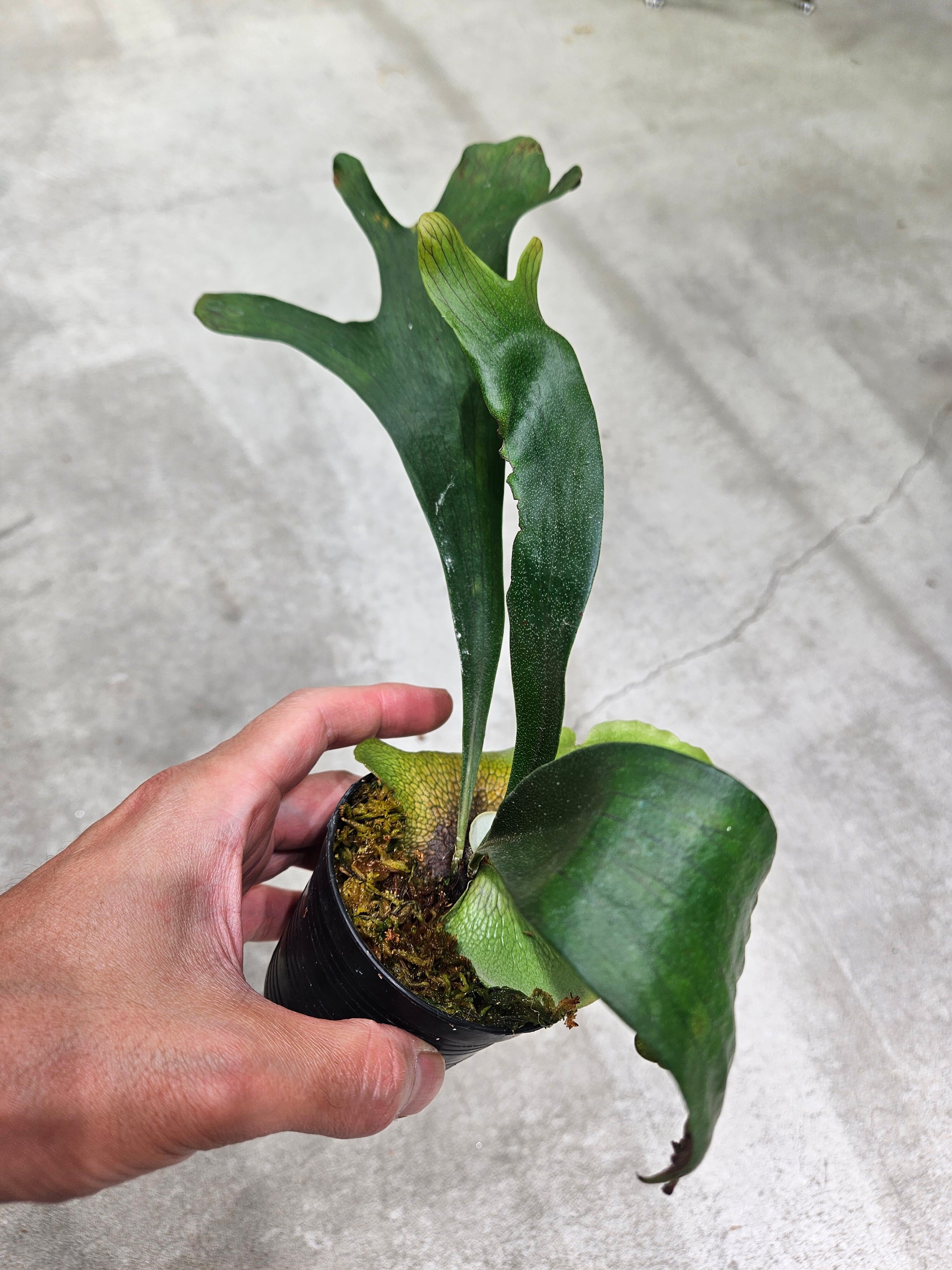 Aec.Titan force【artPLANTs/PLANTS GARAGE】エクメア/Aechmea/タンク