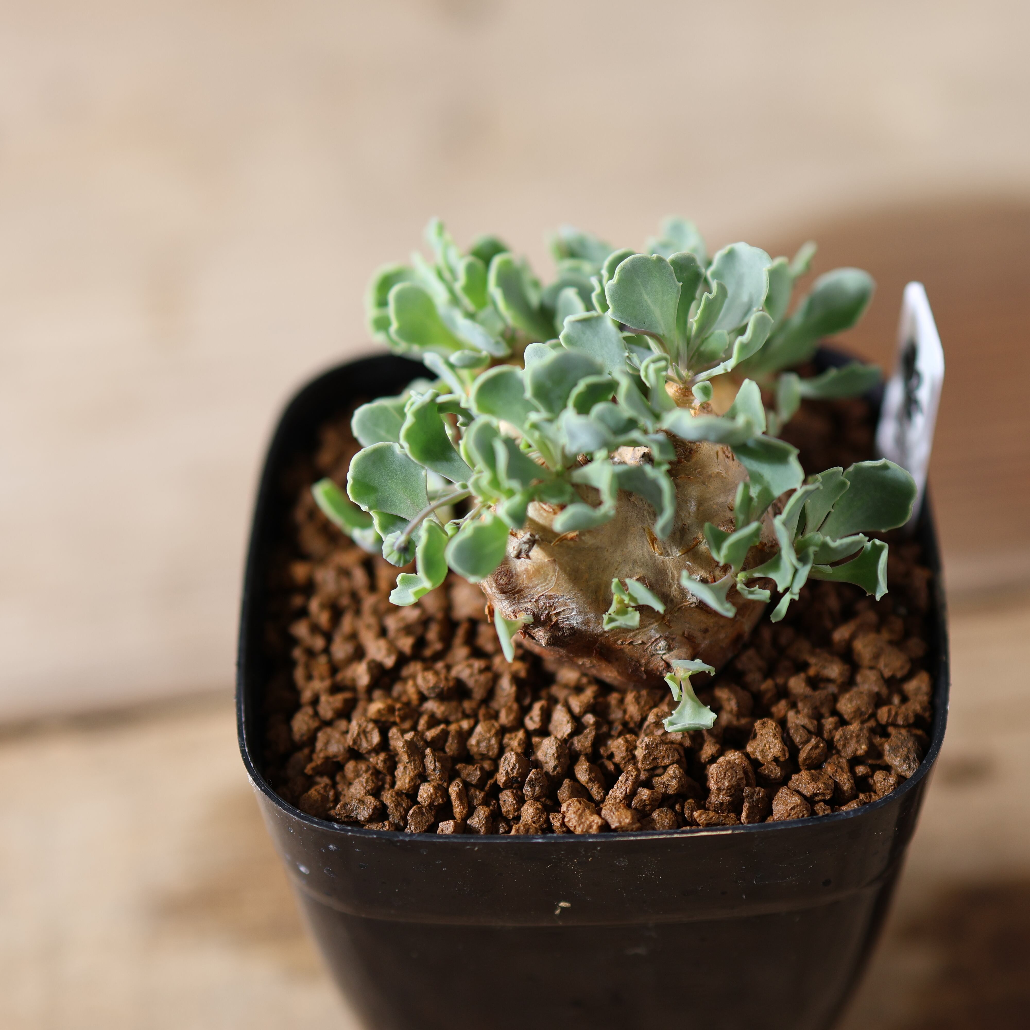 504『オトンナ カカリオイデス』 観葉植物【送料無料】 | MARX PLANTS