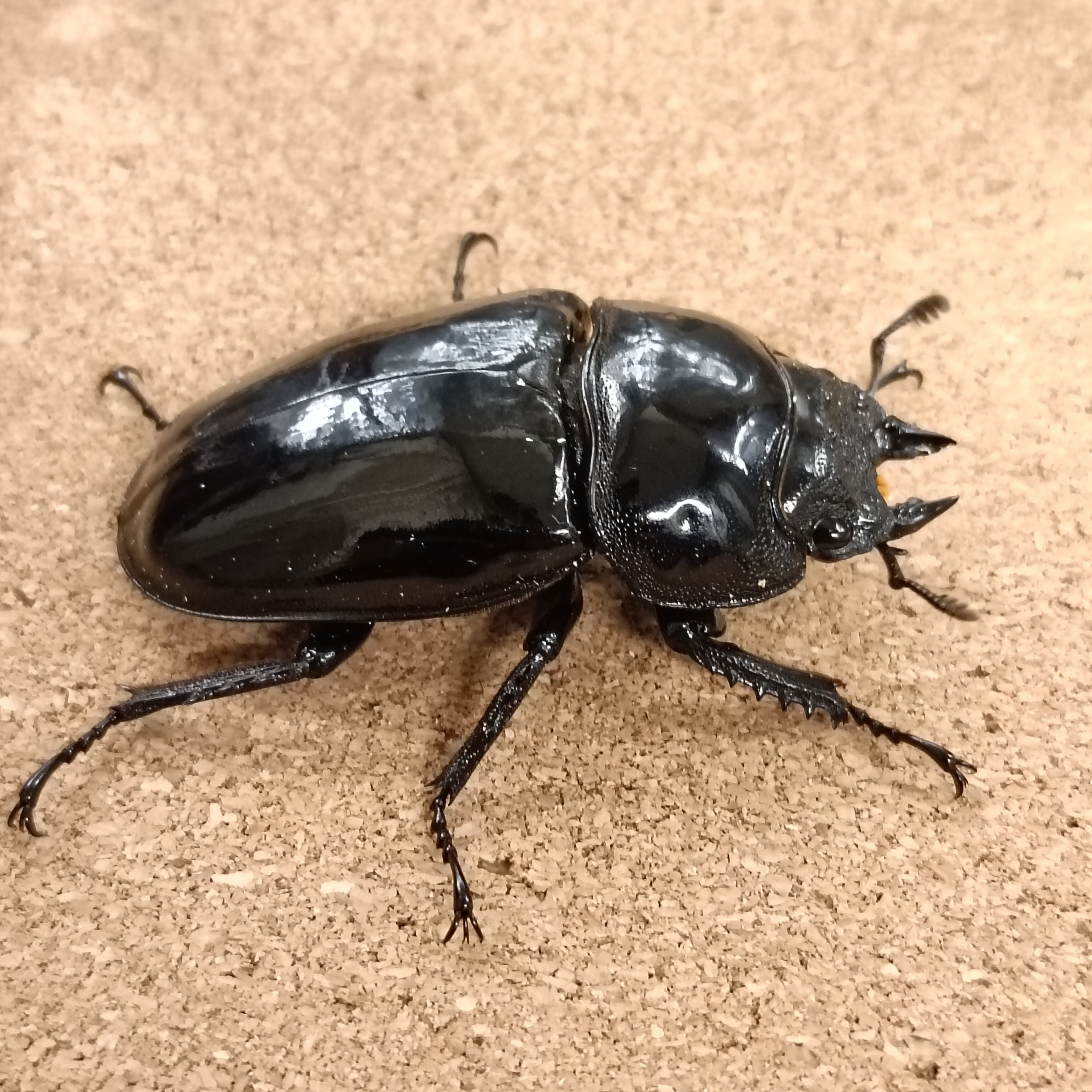 タランドゥスツヤクワガタ(029) タランドゥスツヤクワガタ(029) Amazon.co.jp: ムシキング 029