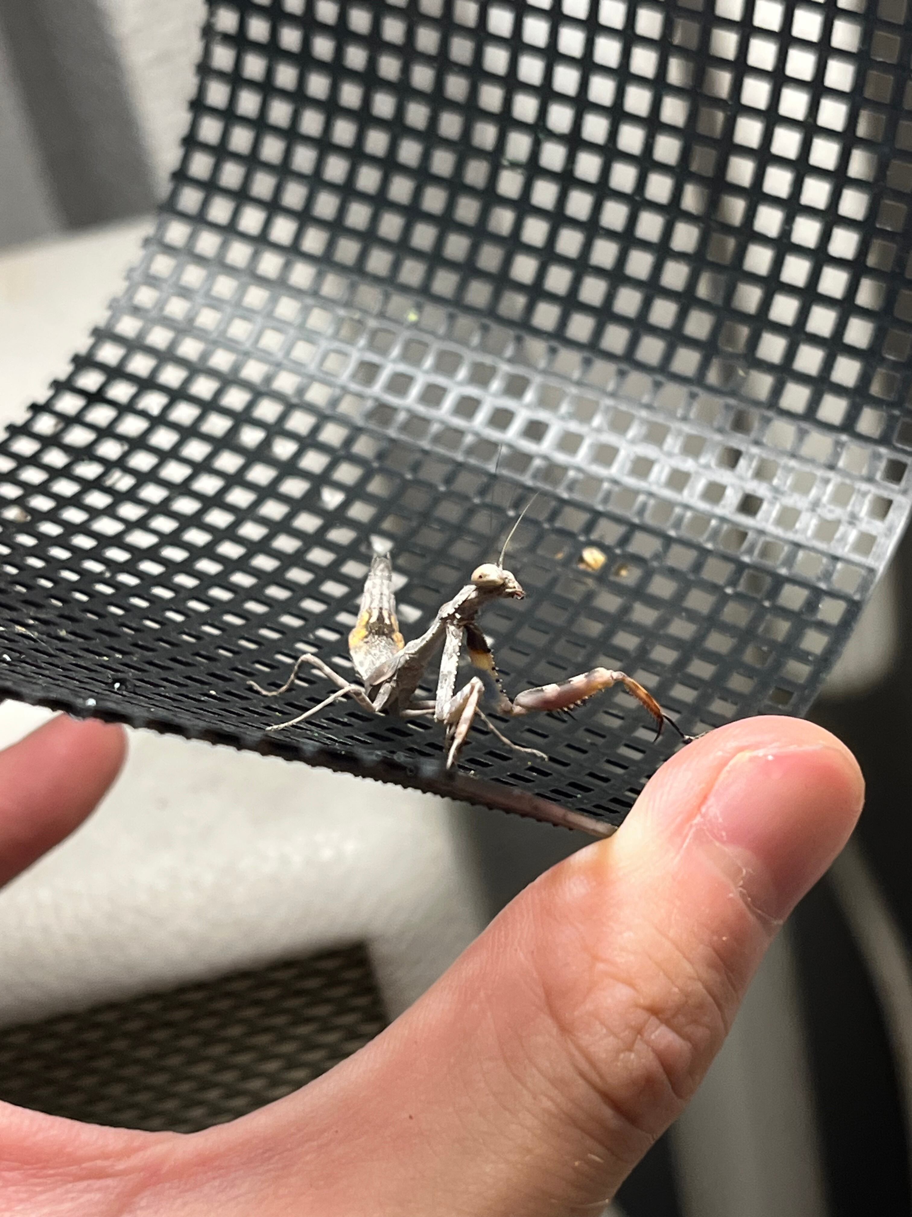 ペア】シリアゲカマキリ 全長3cm程 マンティスムカデセンチピード