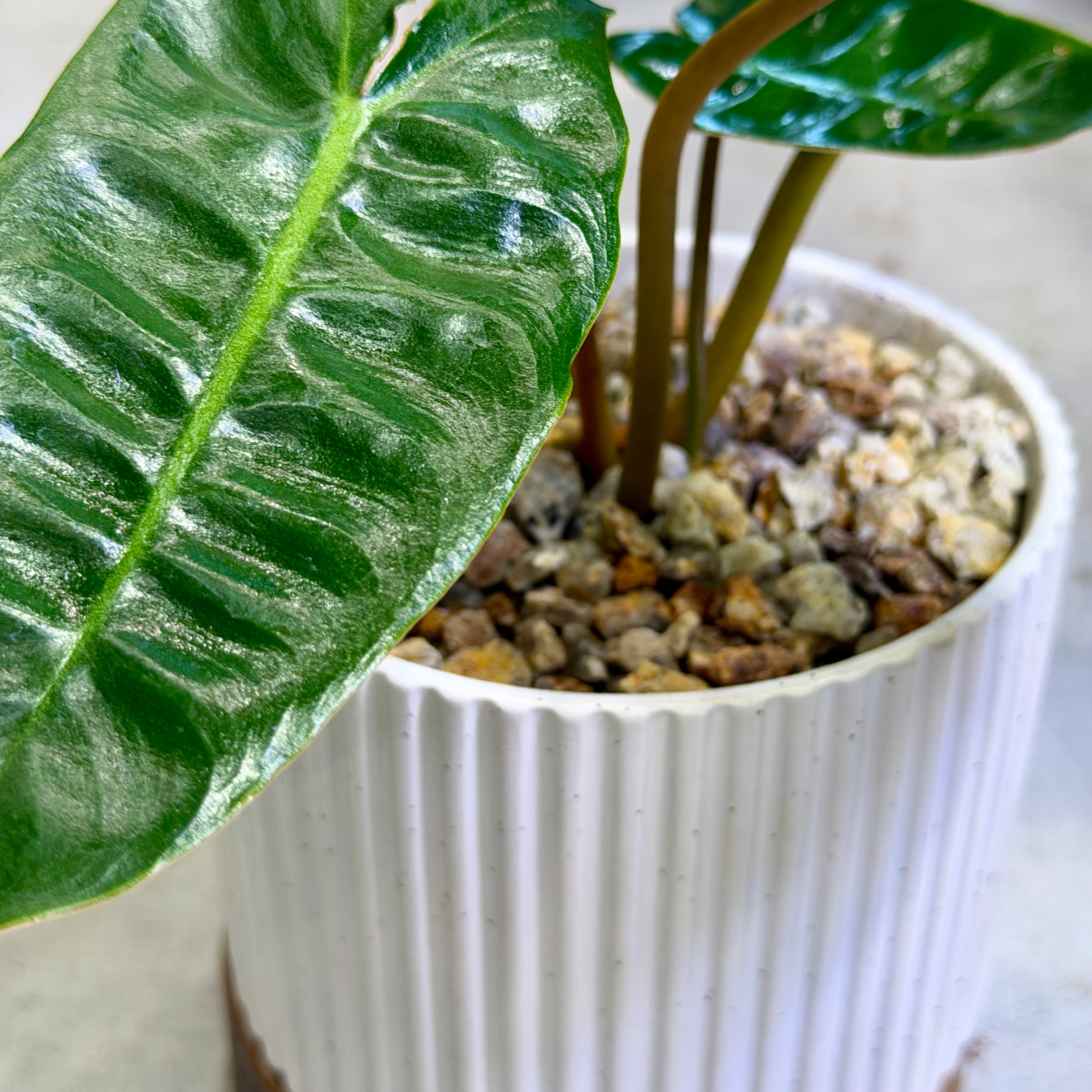 フィロデンドロン・ビレッティア | barrelplants_BONSAI